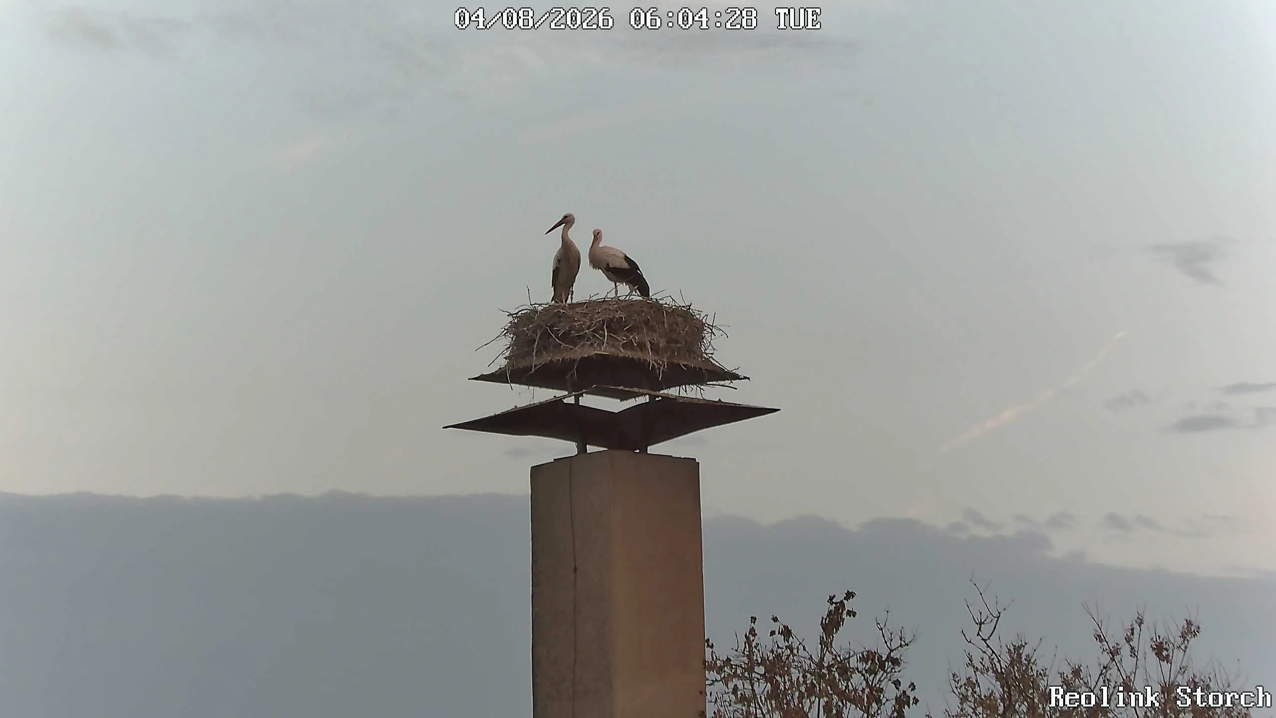 Storchencam Bild