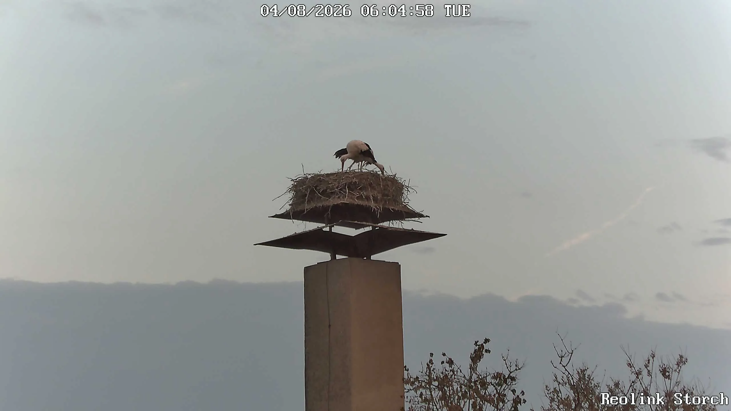 Storchencam Bild