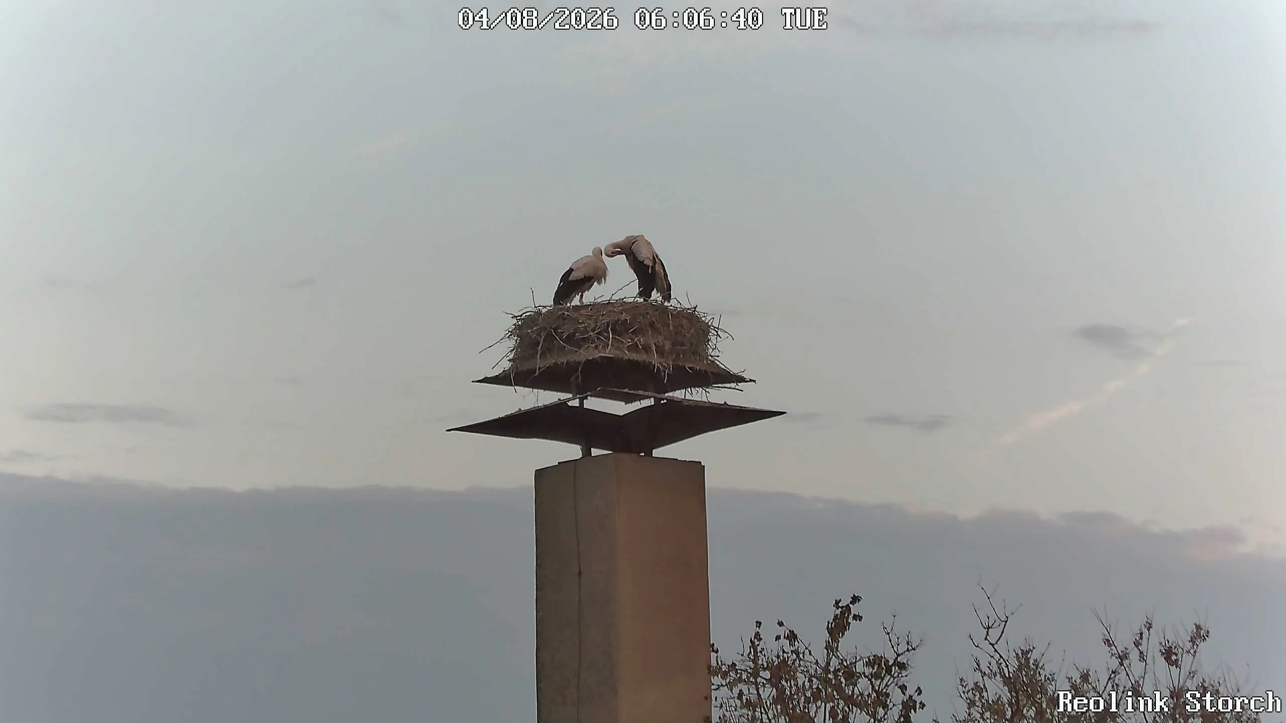 Storchencam Bild
