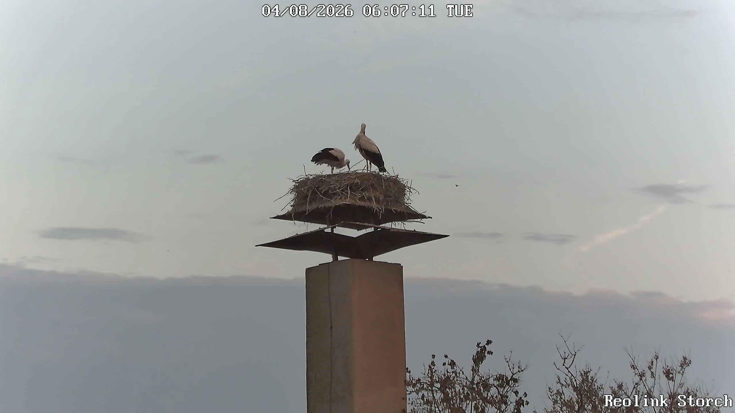 Storchencam Bild