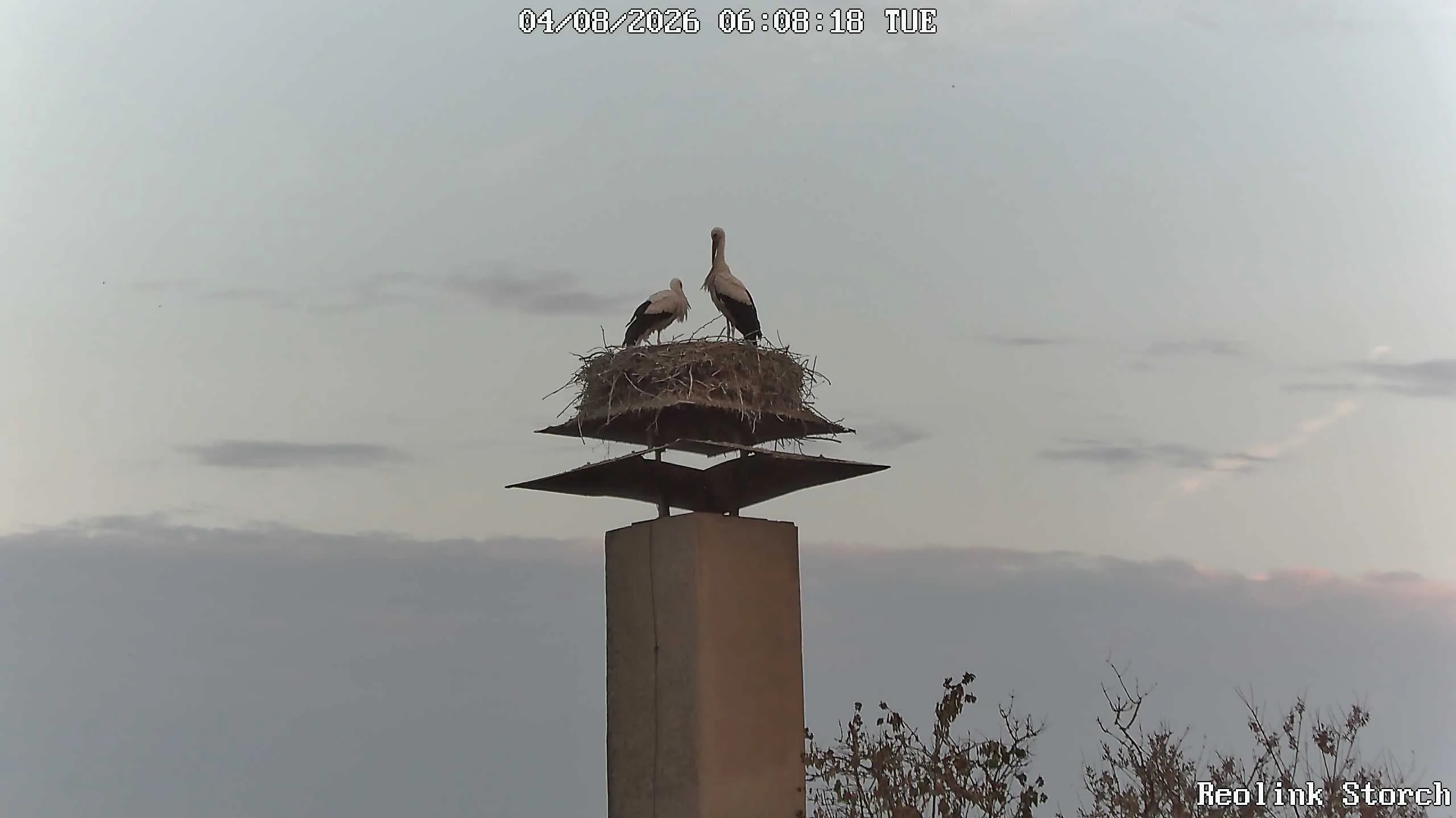 Storchencam Bild