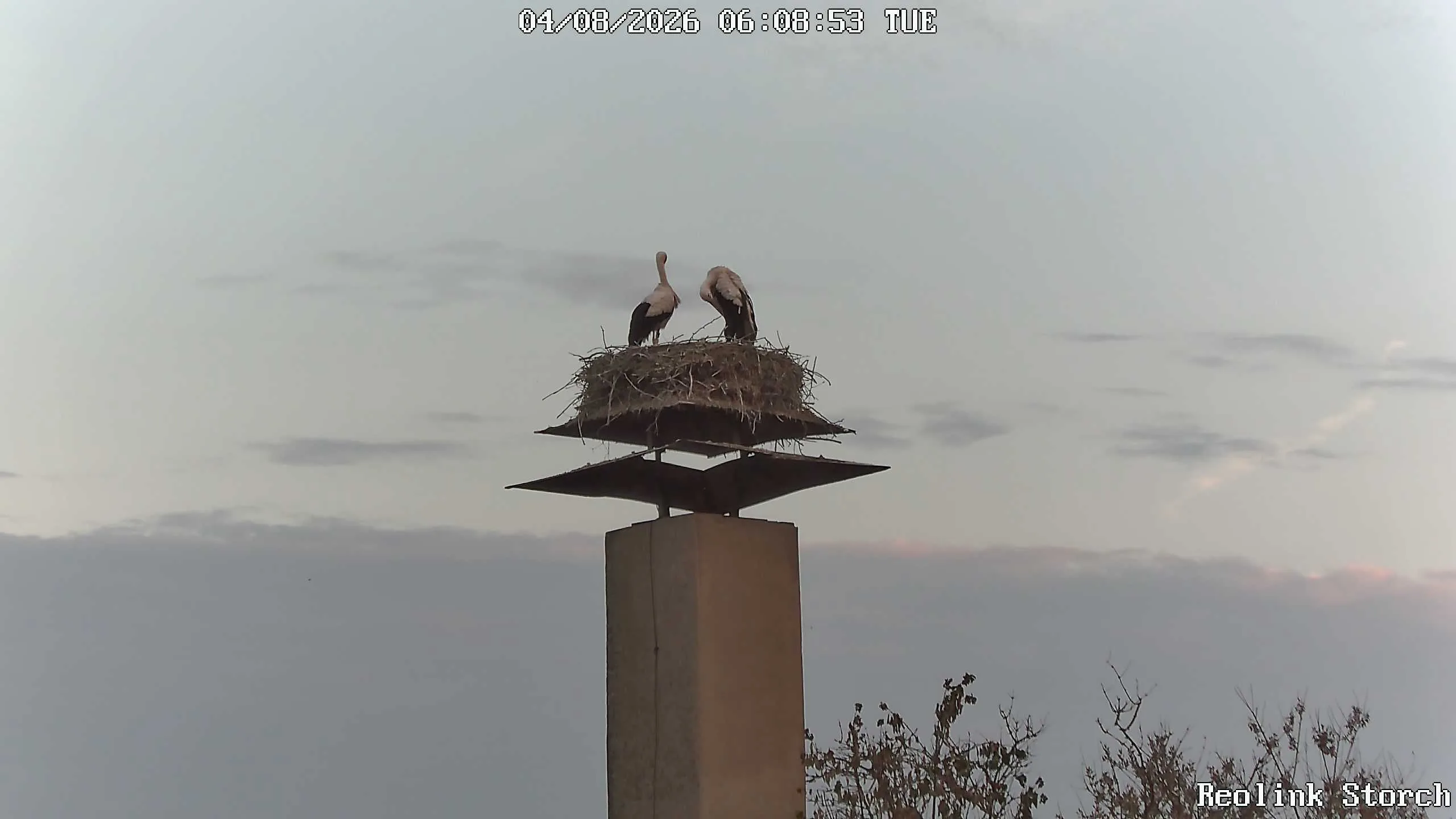 Storchencam Bild