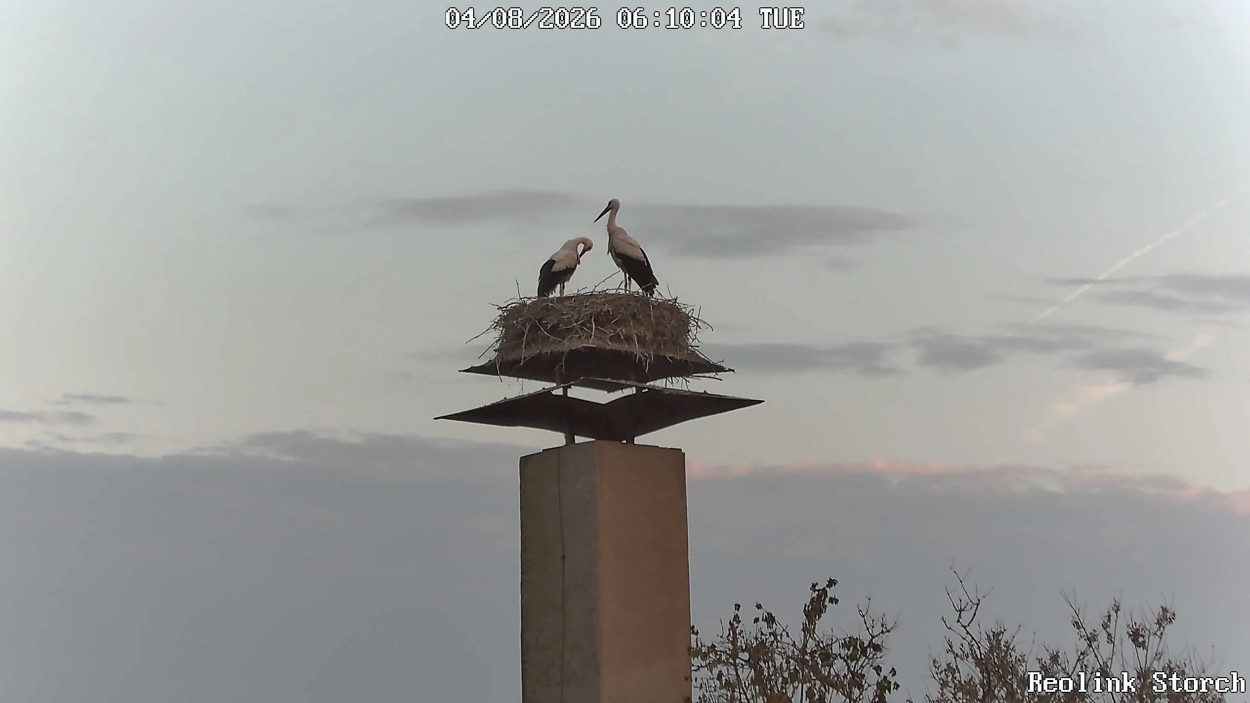 Storchencam Bild
