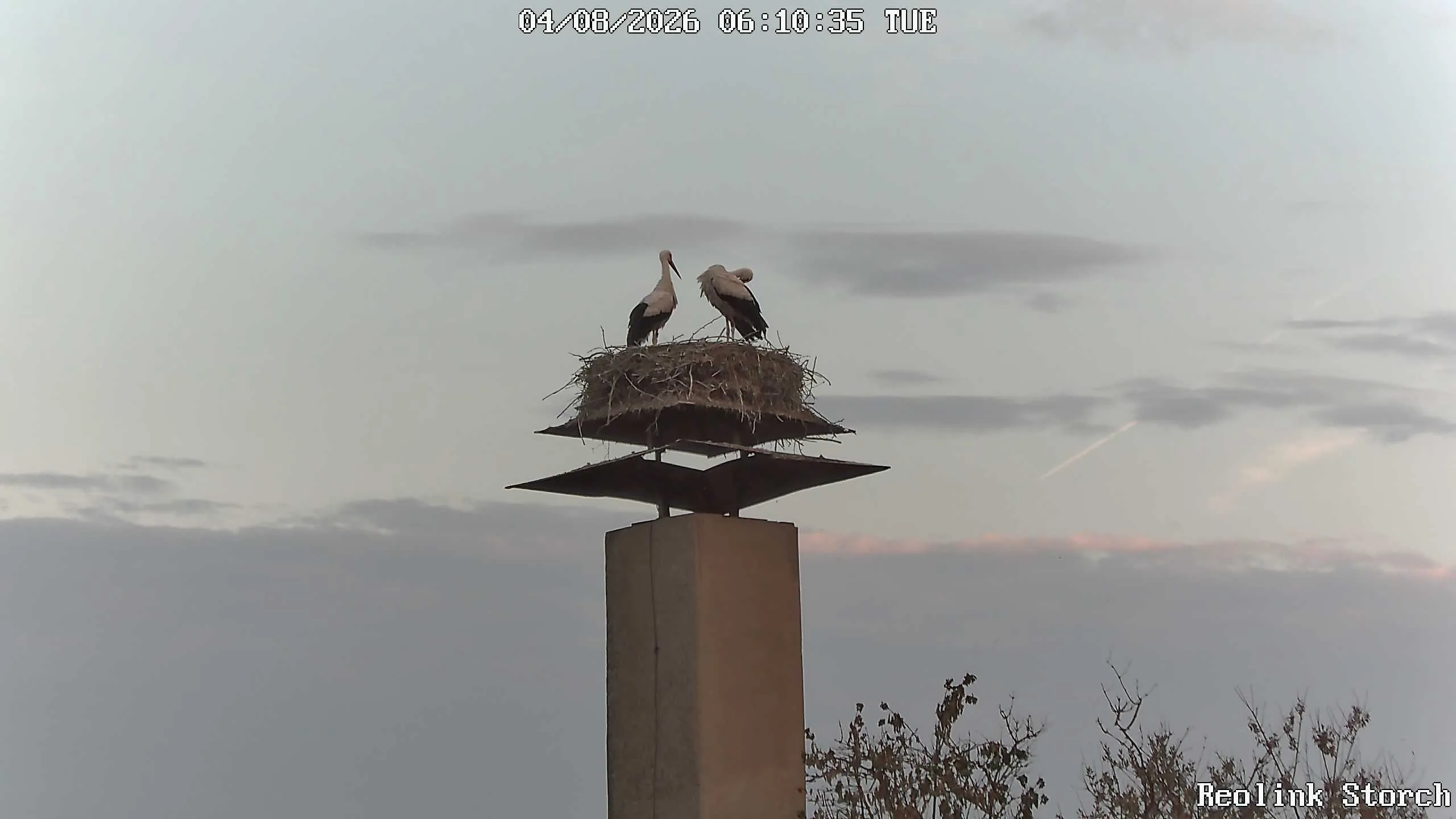 Storchencam Bild