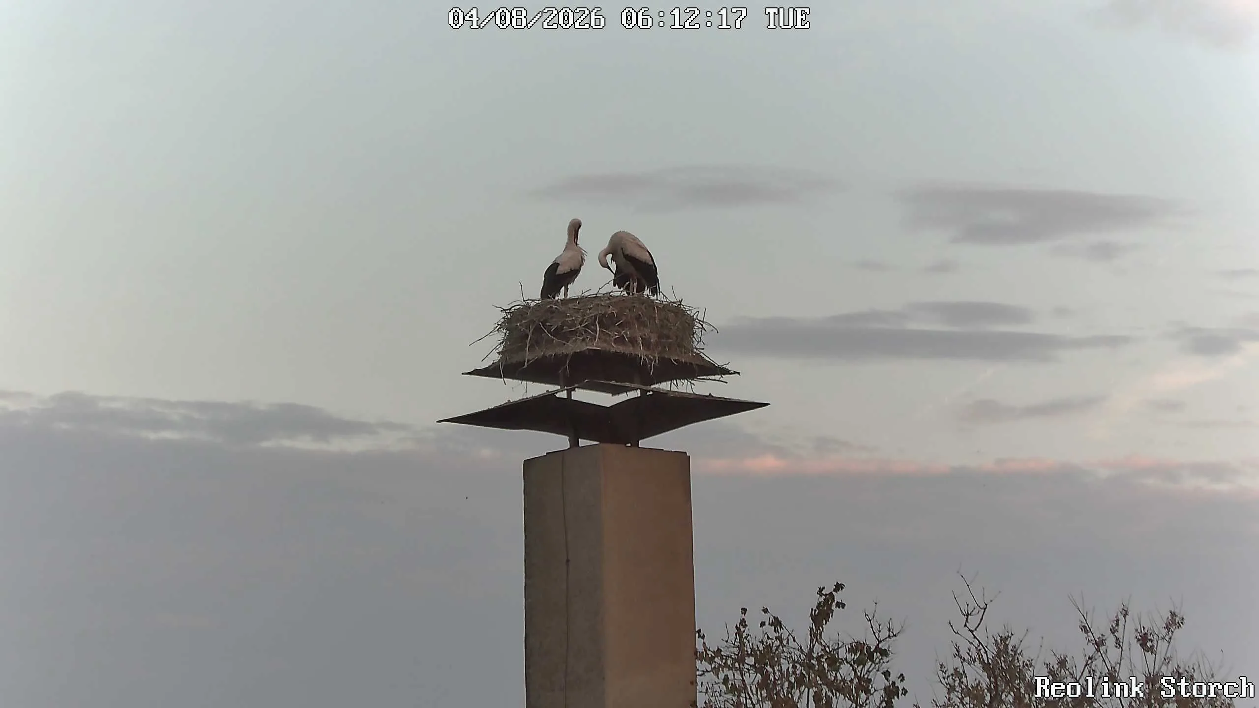 Storchencam Bild