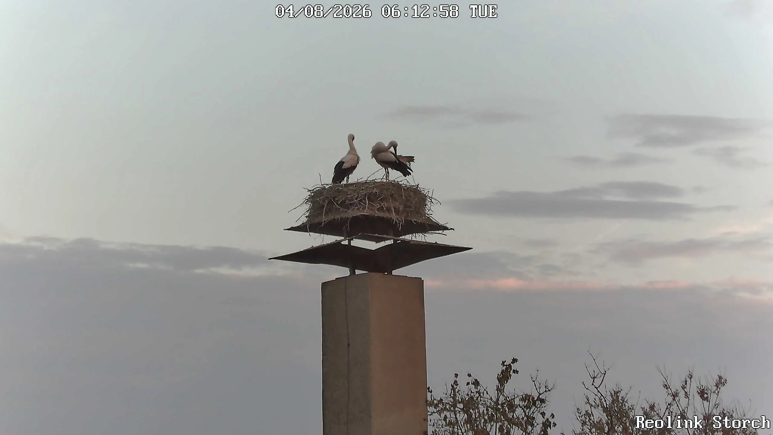 Storchencam Bild