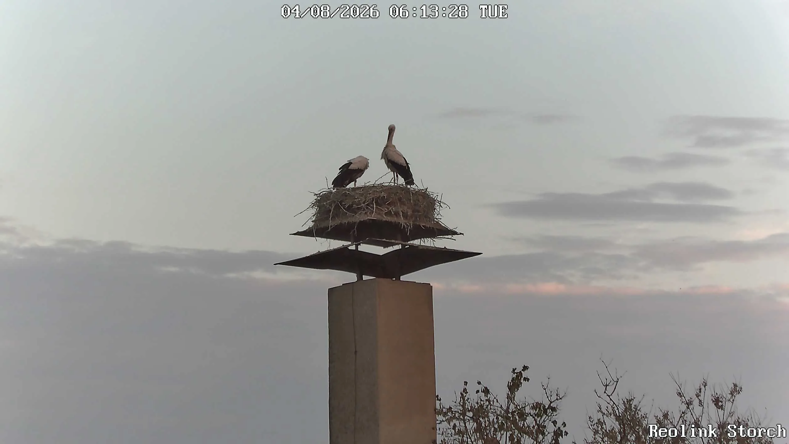 Storchencam Bild