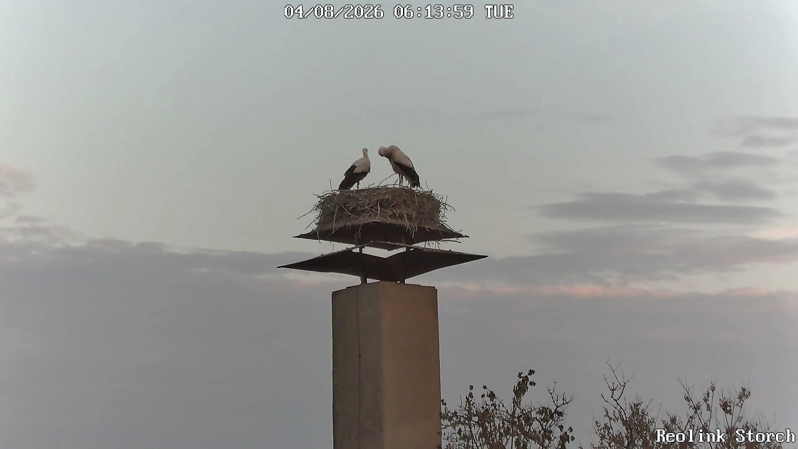 Storchencam Bild