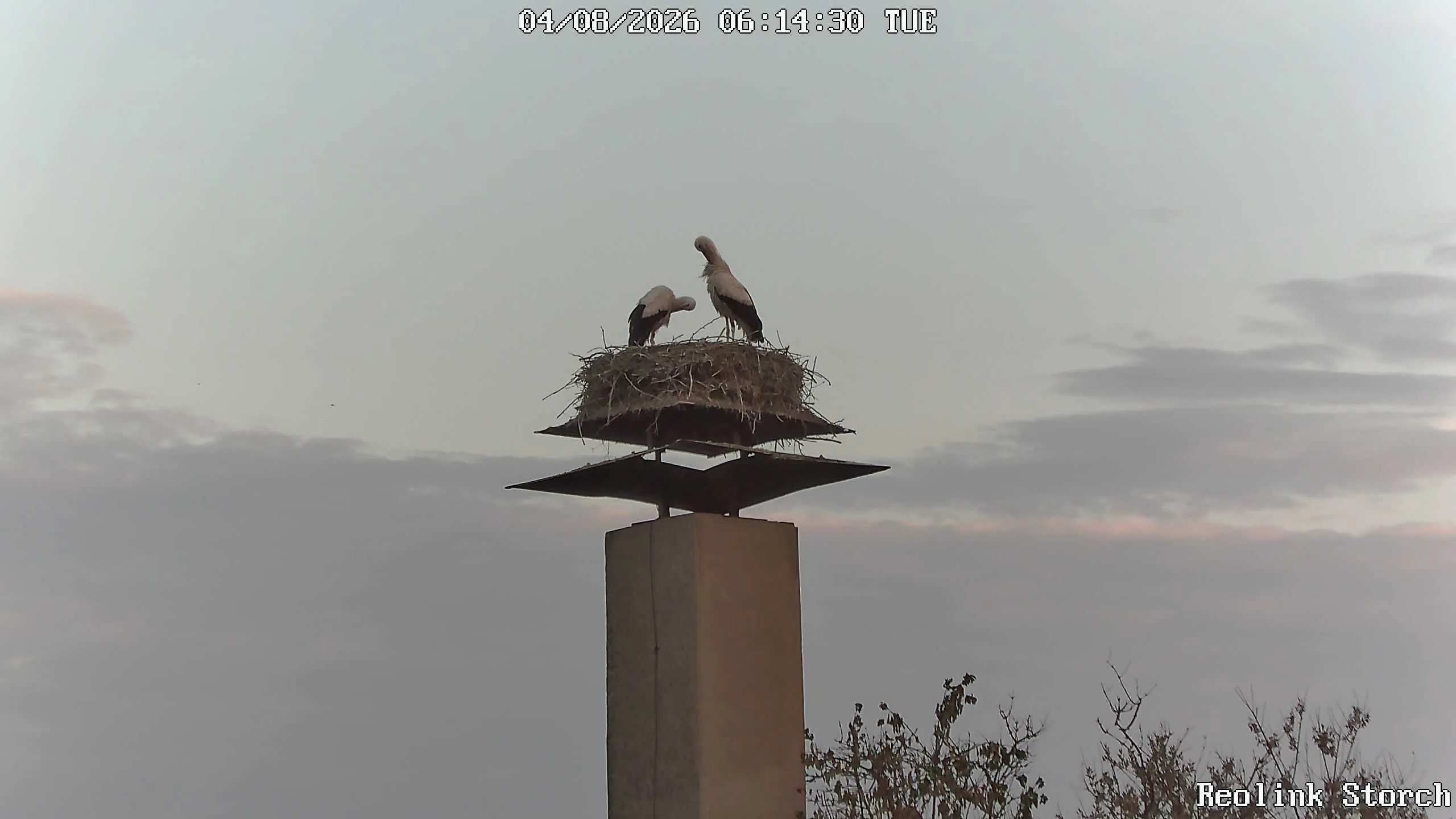 Storchencam Bild
