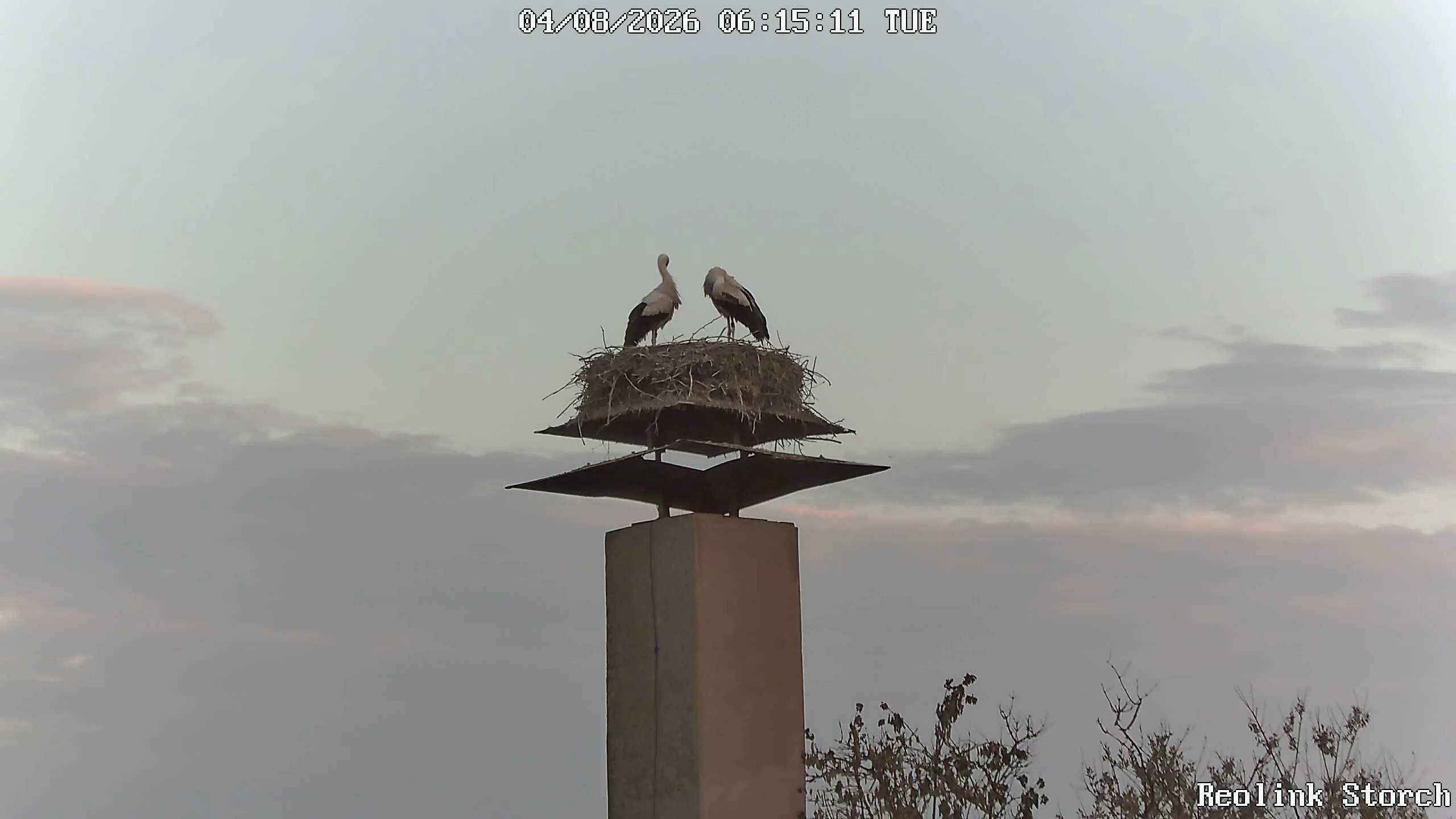 Storchencam Bild