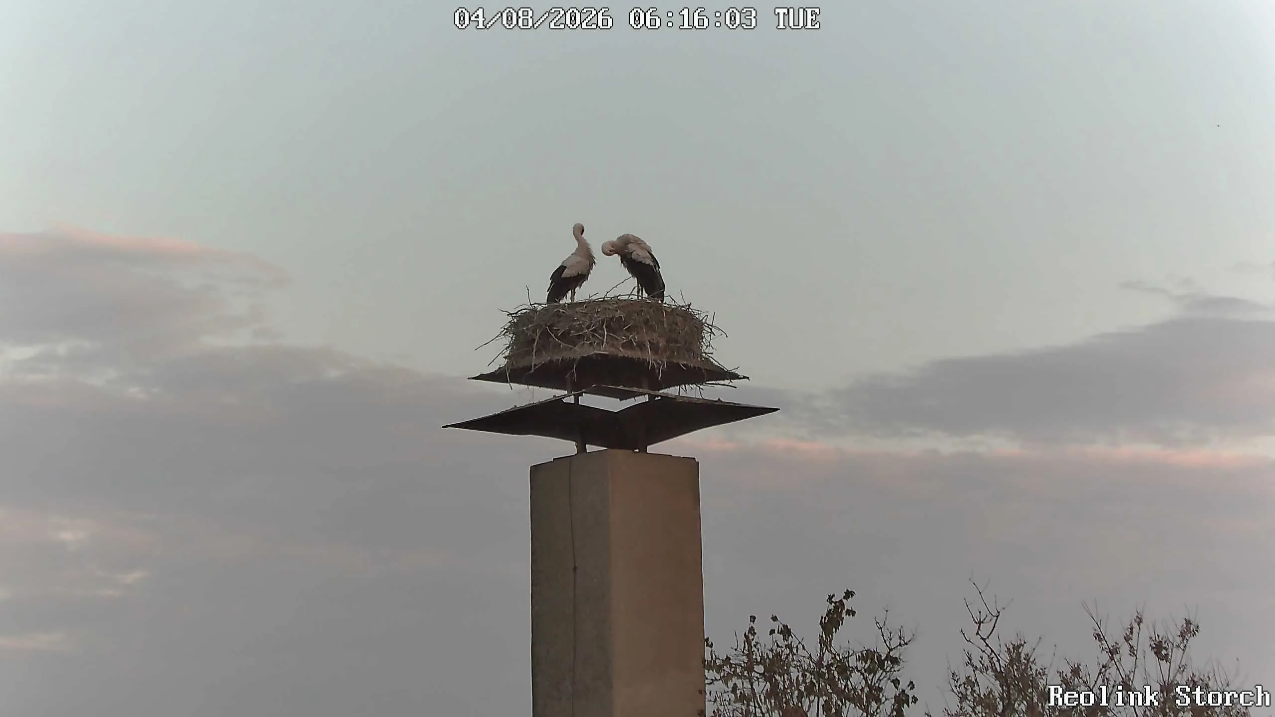 Storchencam Bild