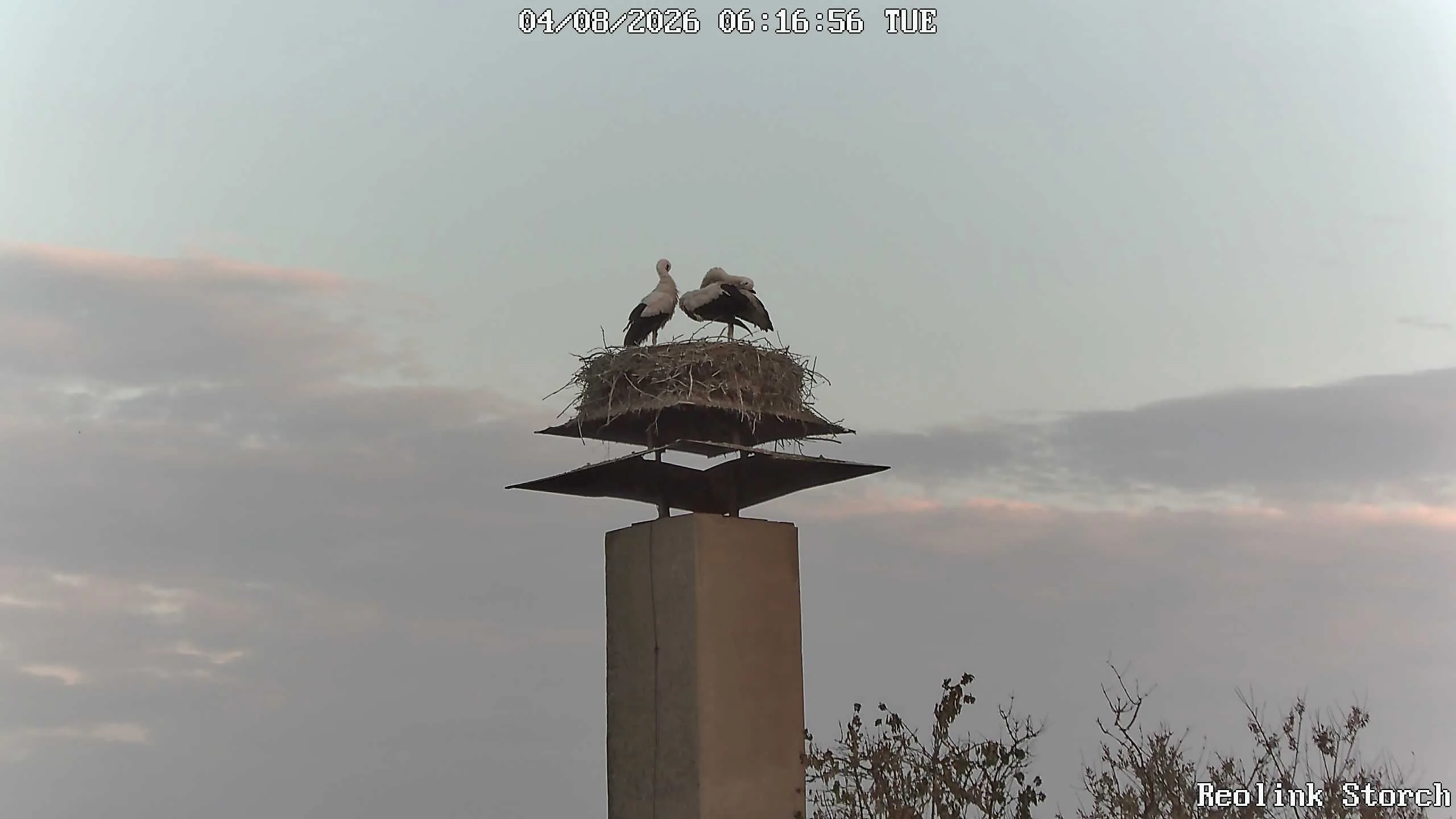 Storchencam Bild