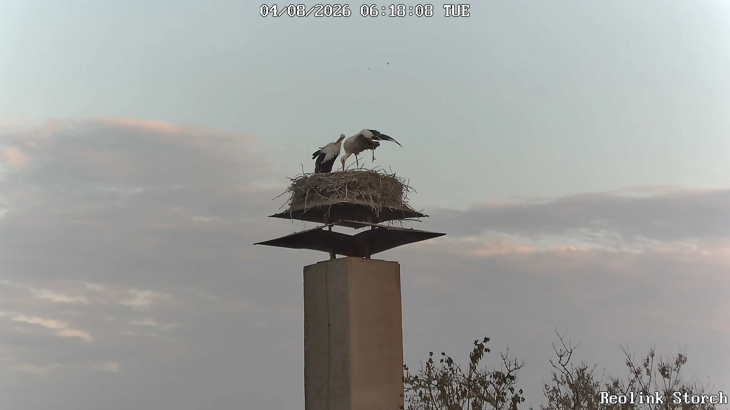 Storchencam Bild
