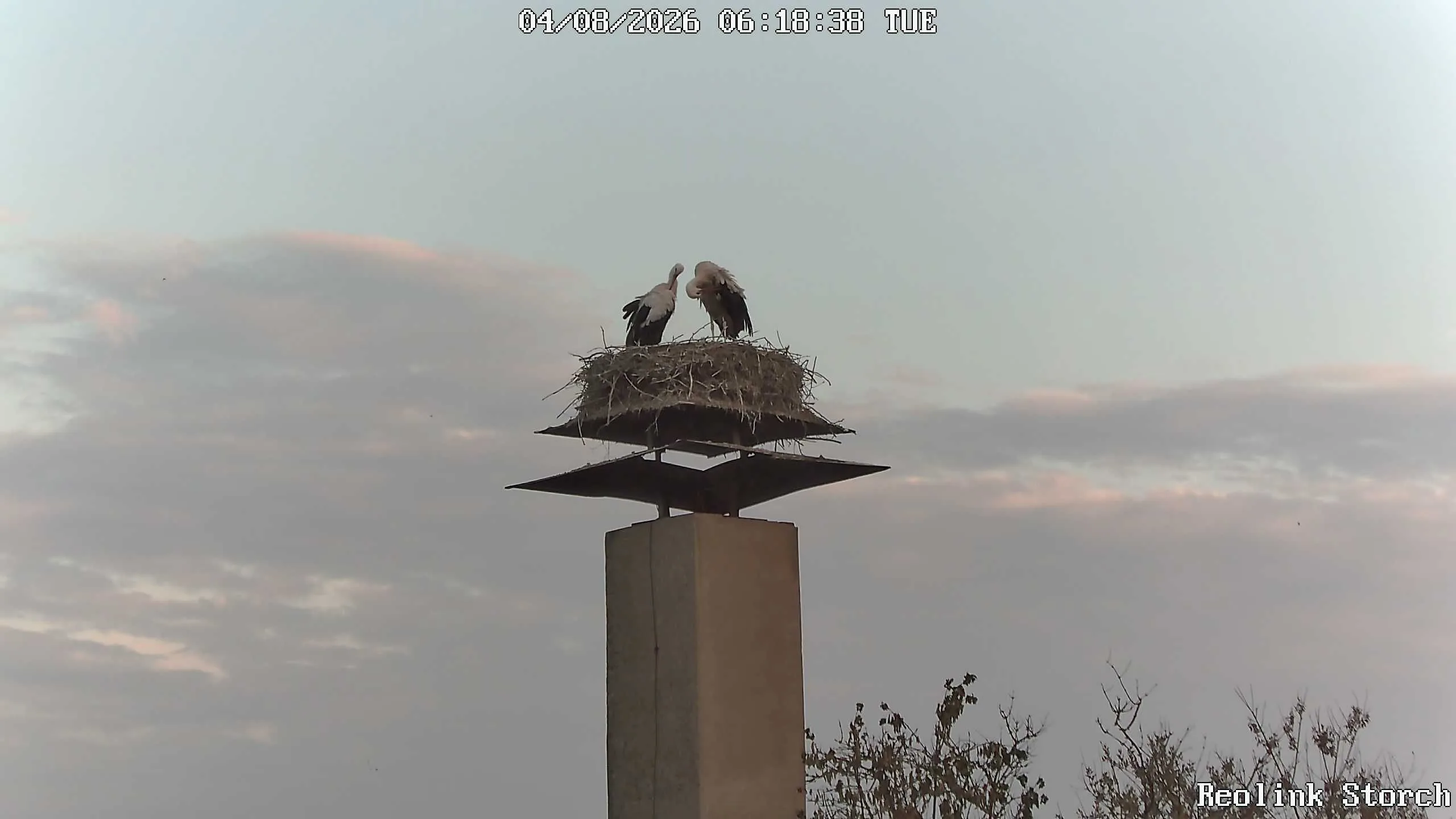 Storchencam Bild