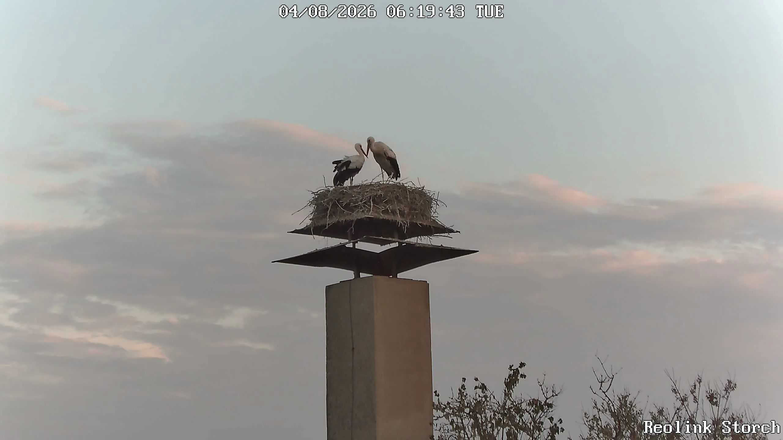 Storchencam Bild