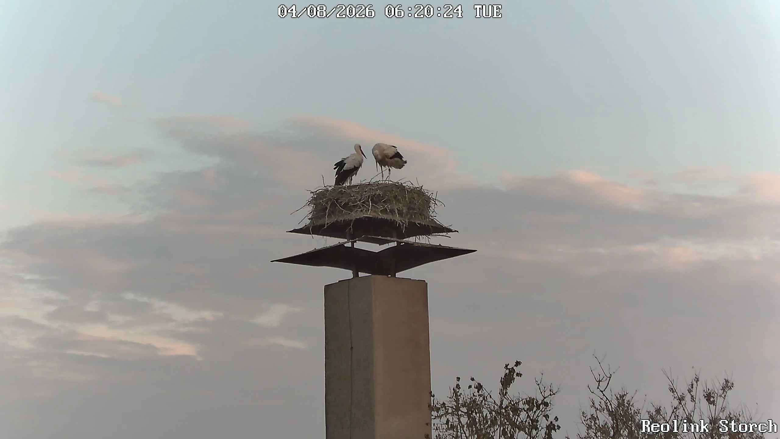 Storchencam Bild