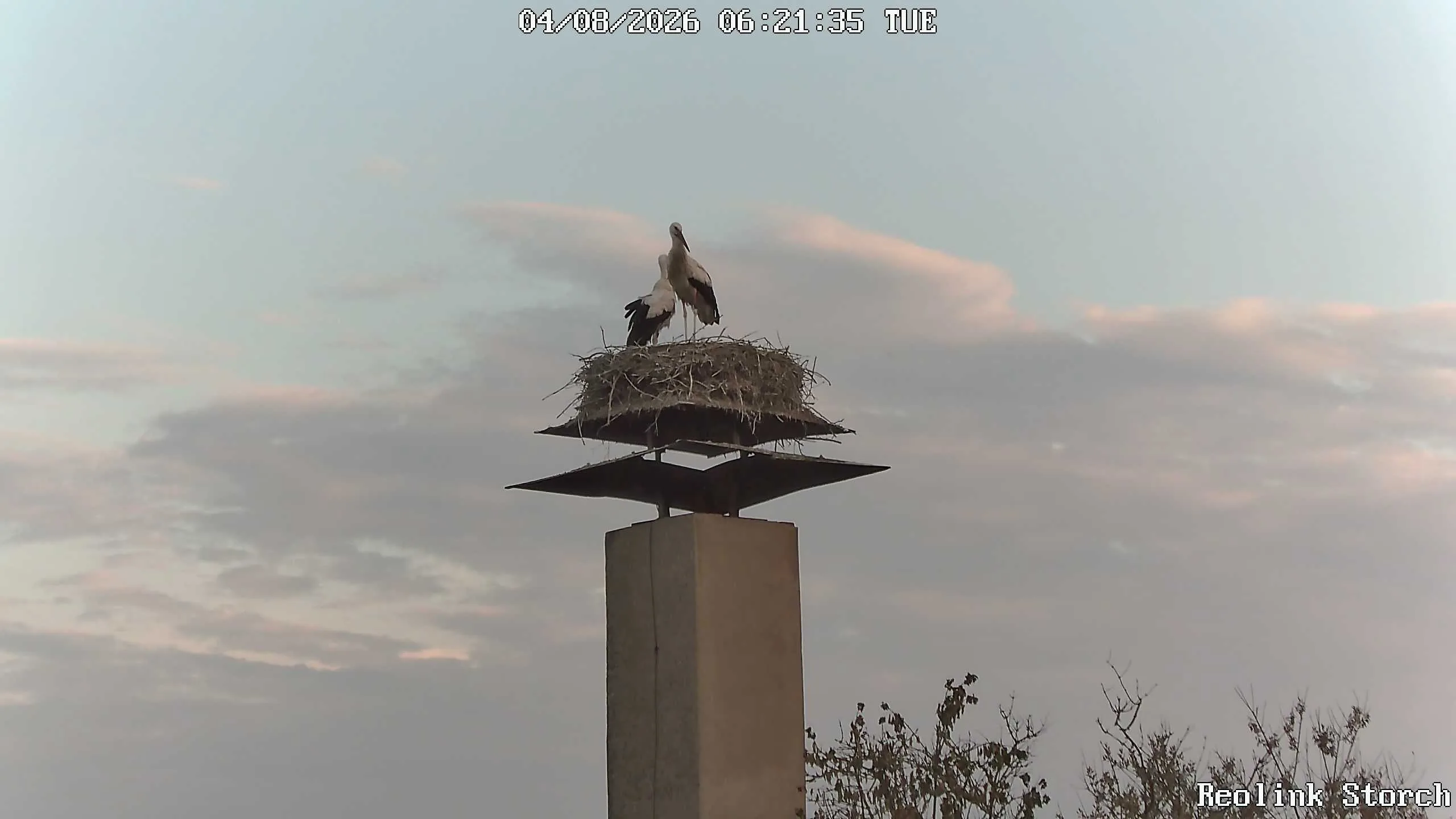 Storchencam Bild