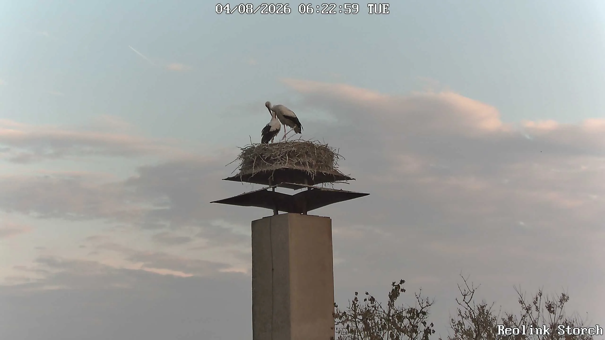 Storchencam Bild