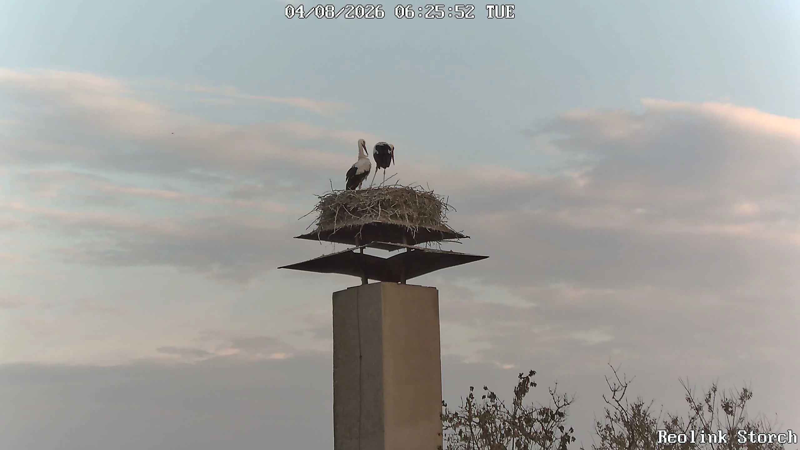 Storchencam Bild