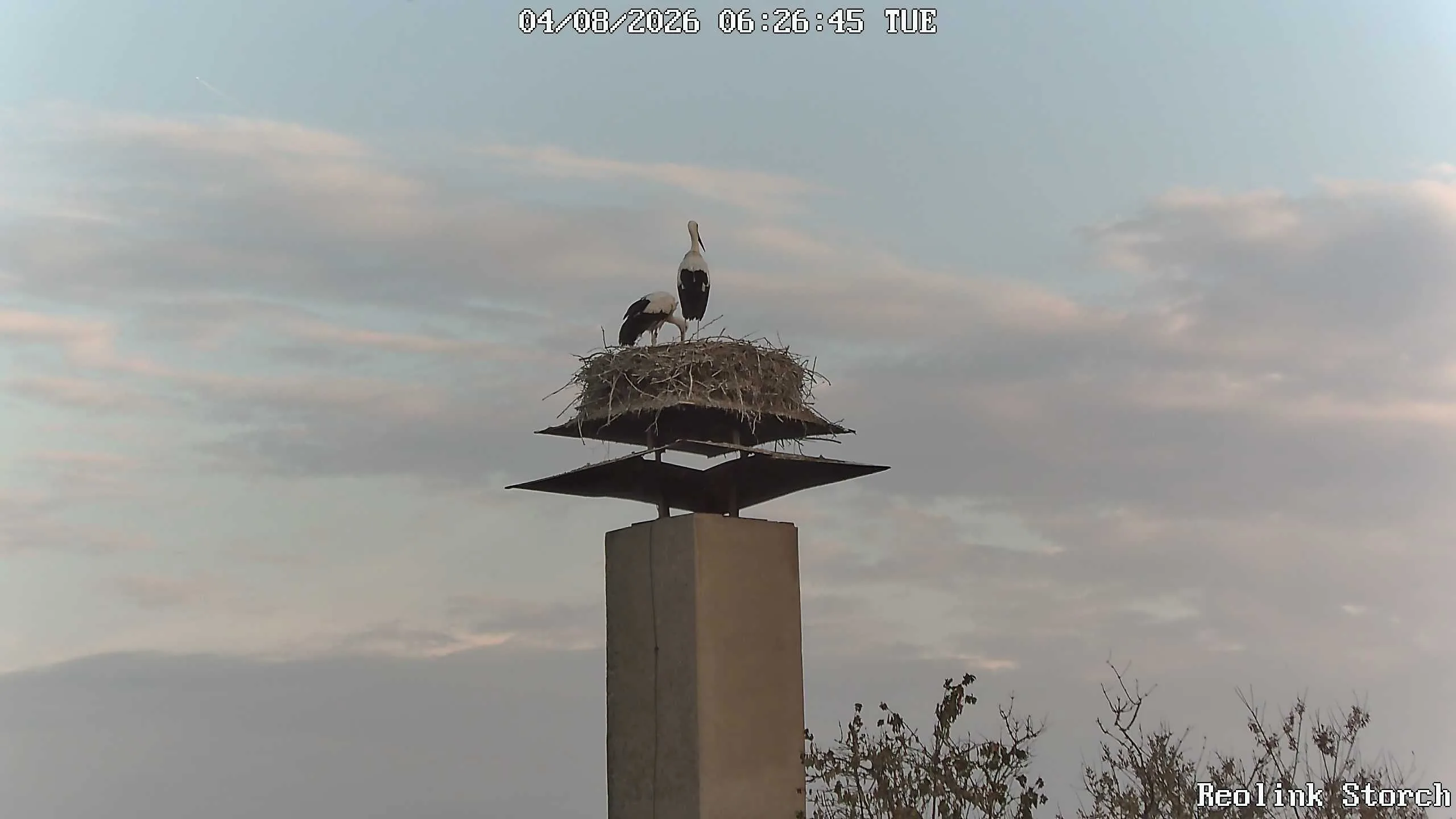 Storchencam Bild