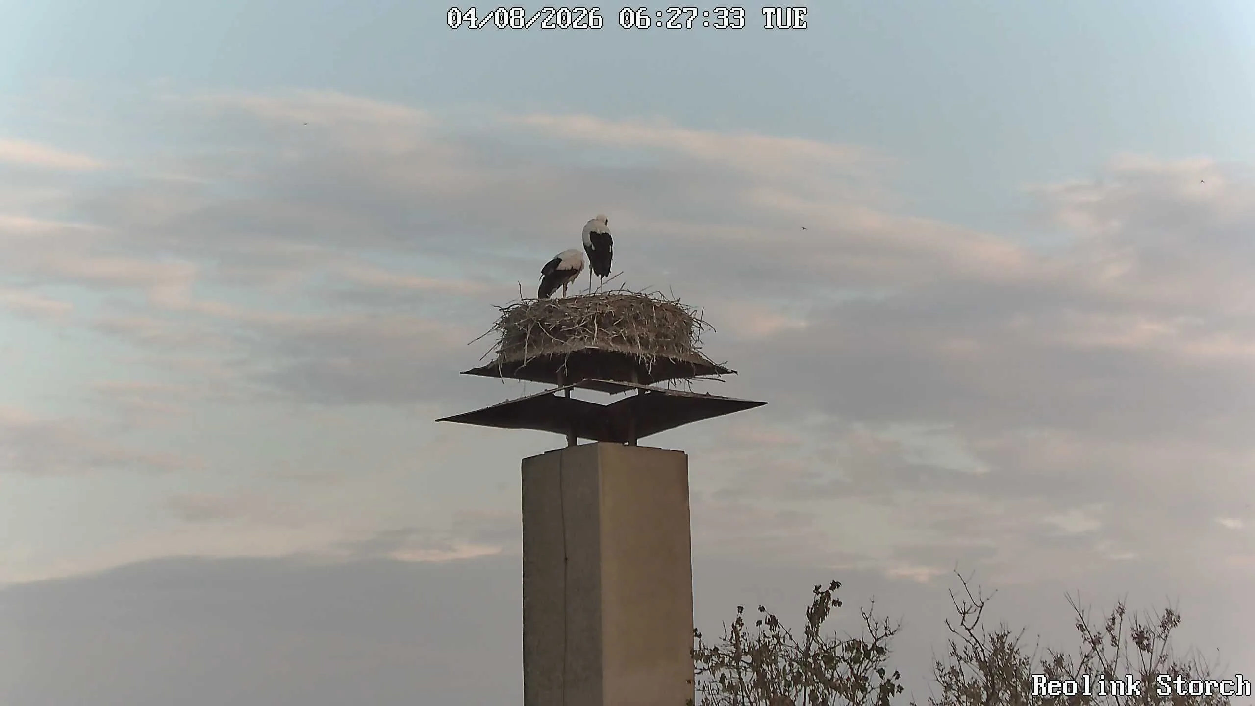 Storchencam Bild