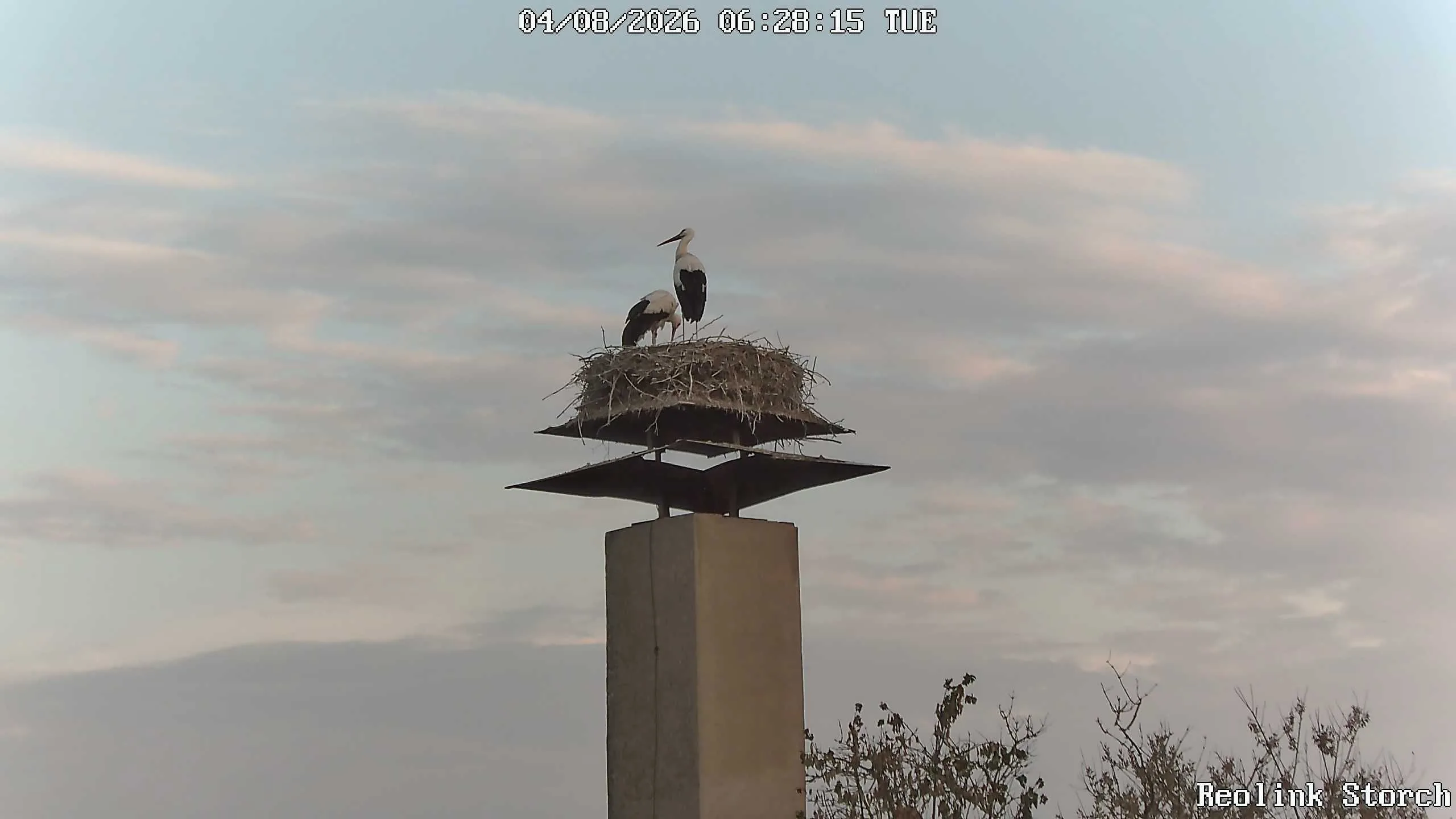 Storchencam Bild