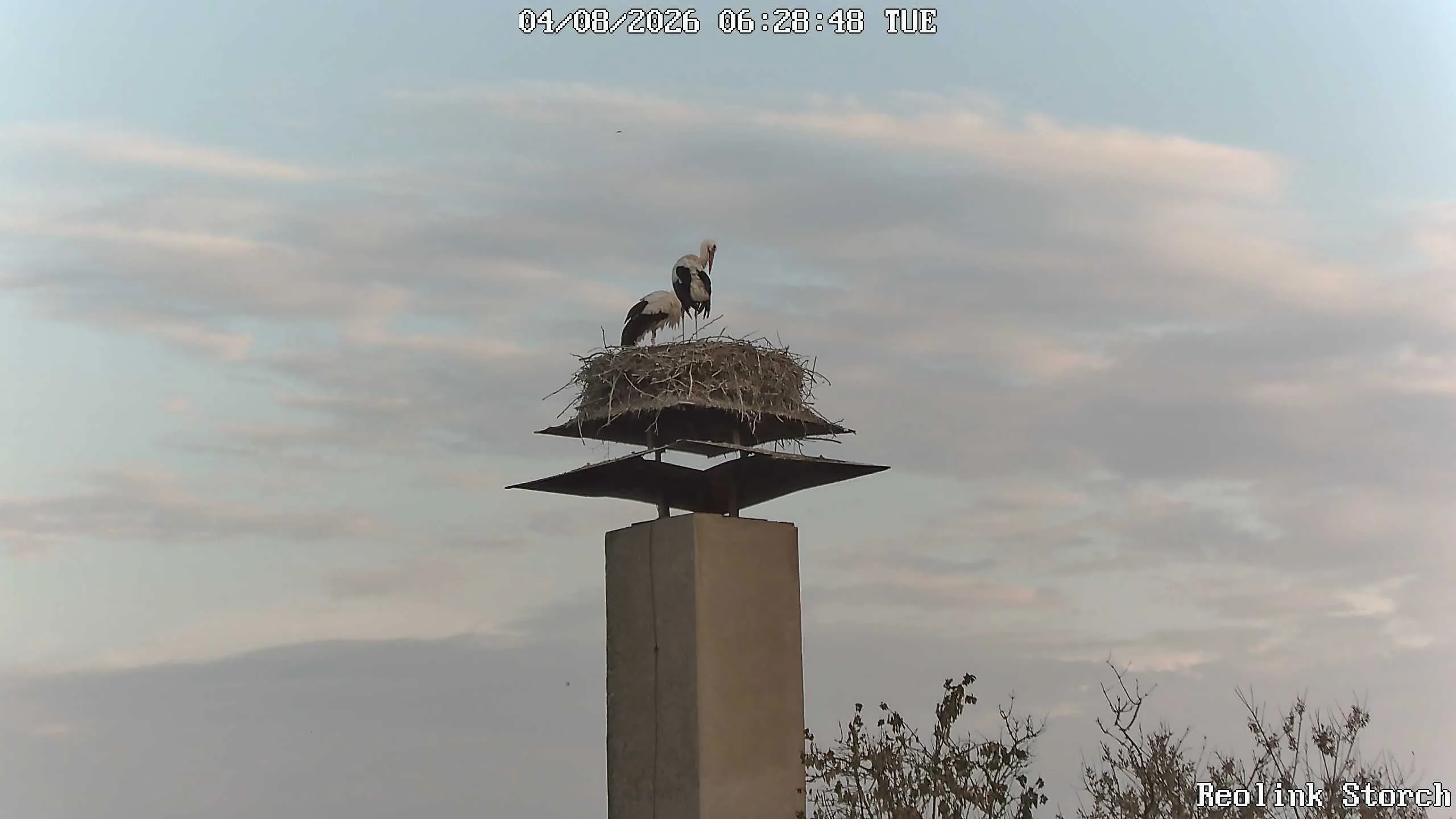 Storchencam Bild