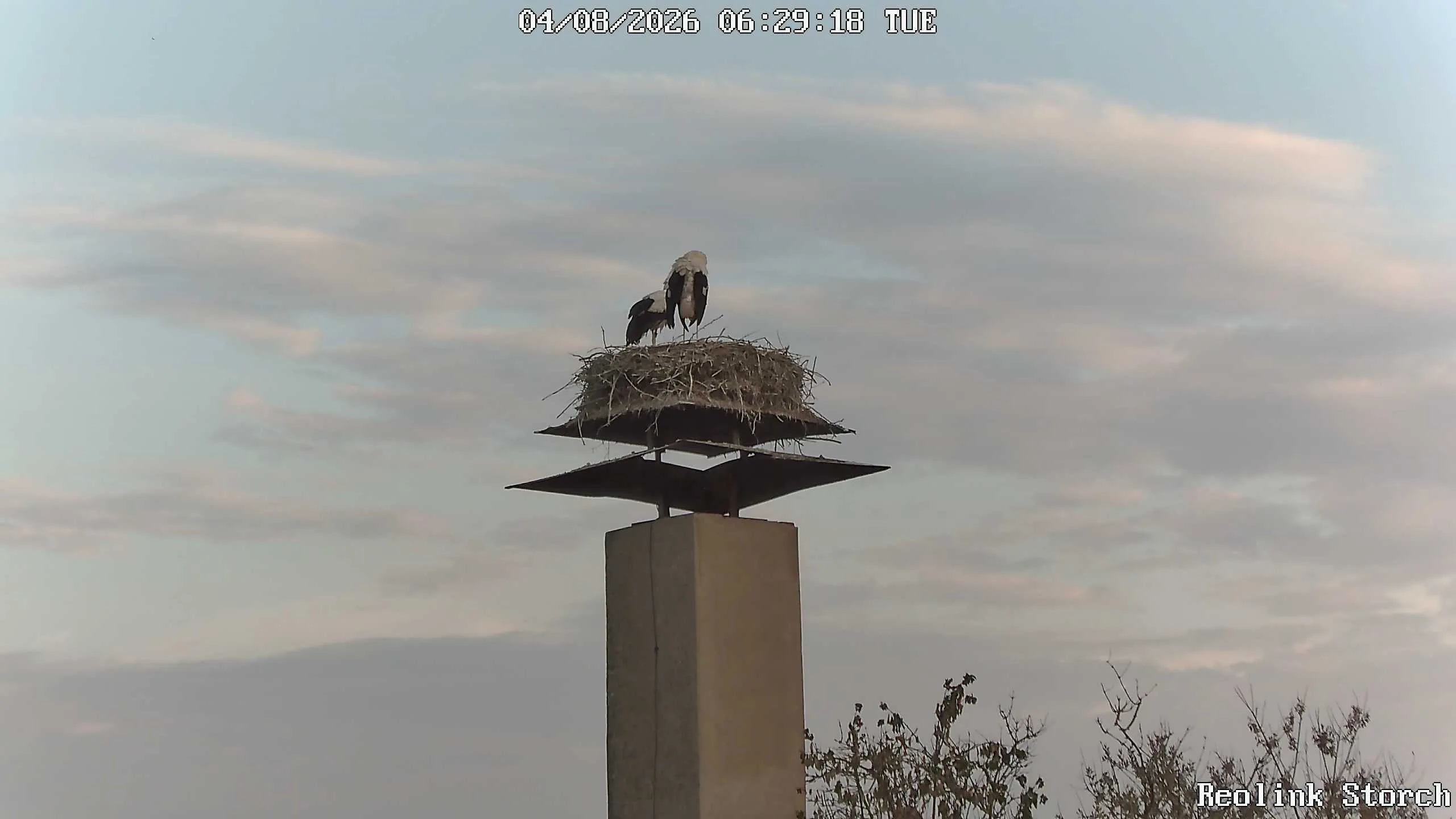 Storchencam Bild
