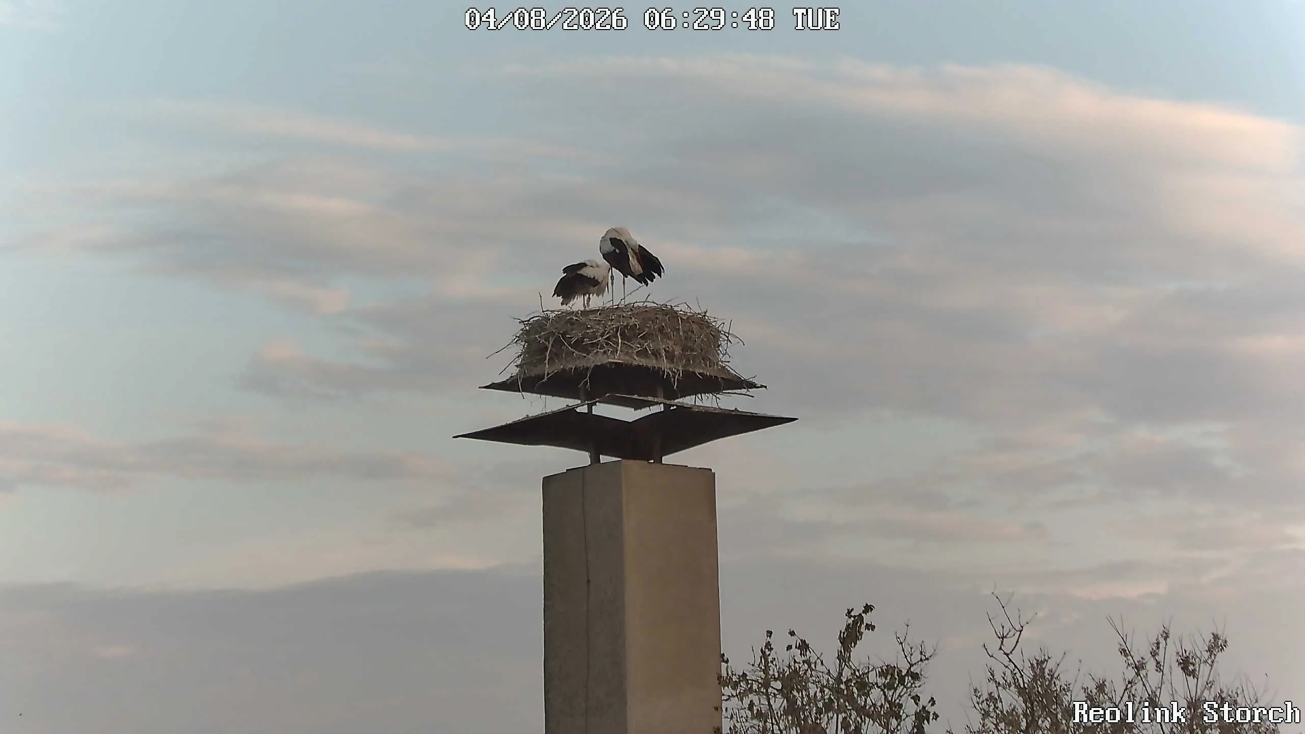 Storchencam Bild