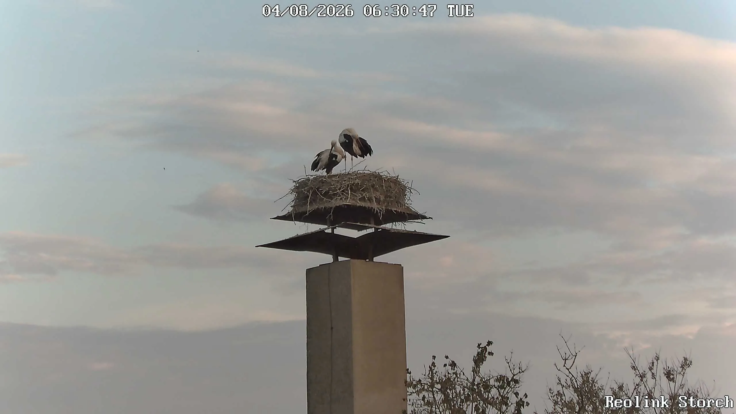 Storchencam Bild