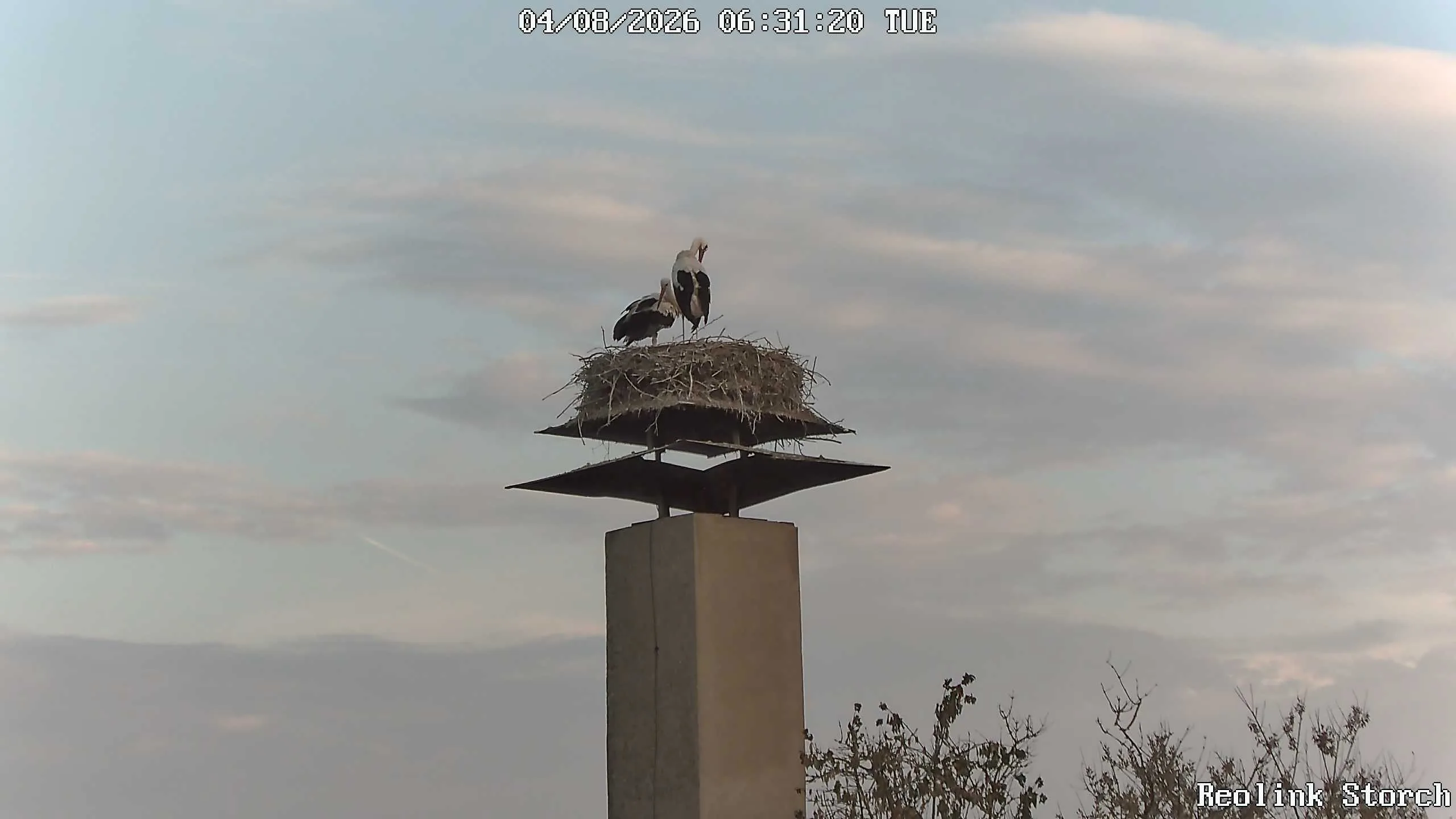 Storchencam Bild