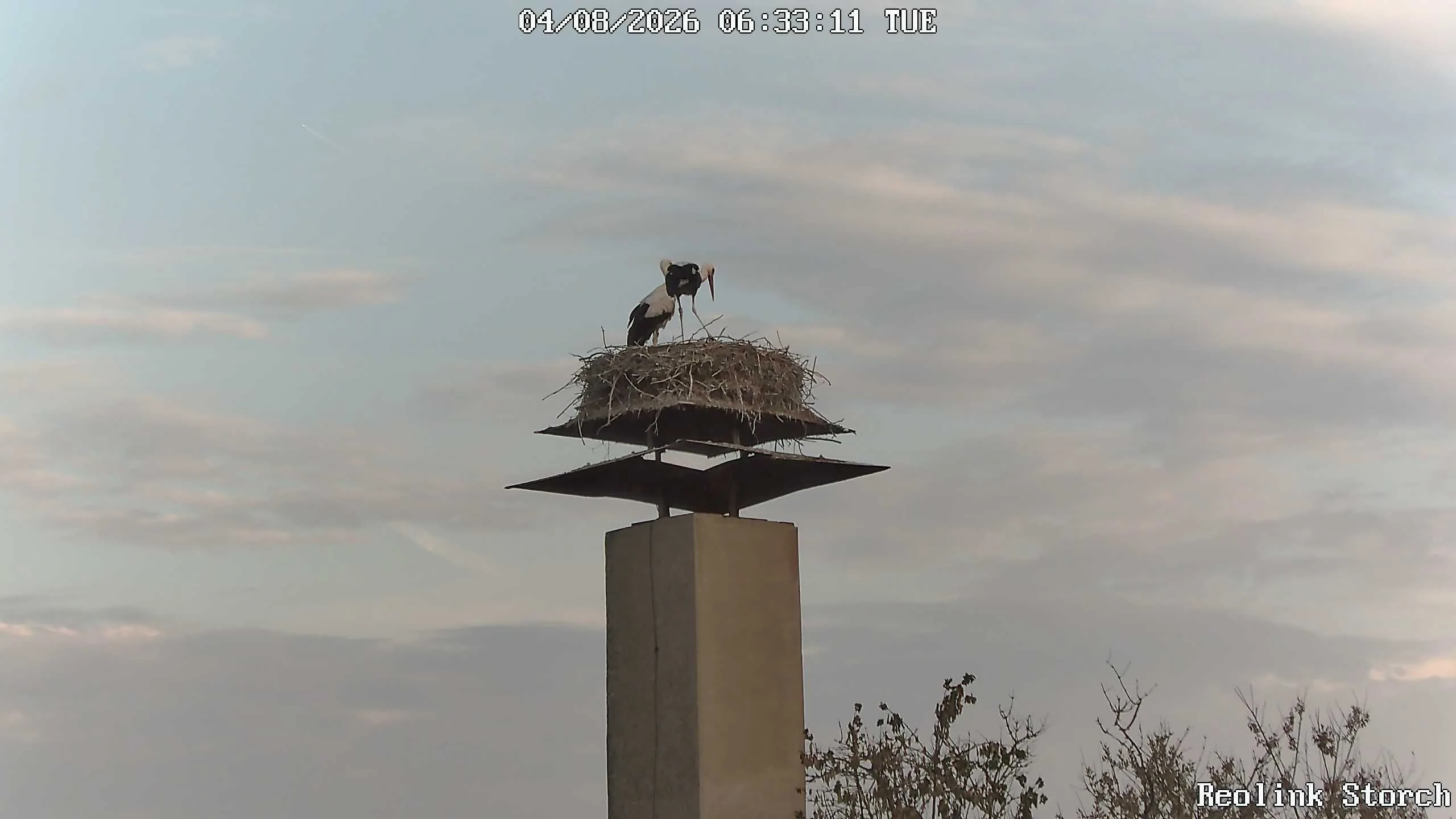Storchencam Bild