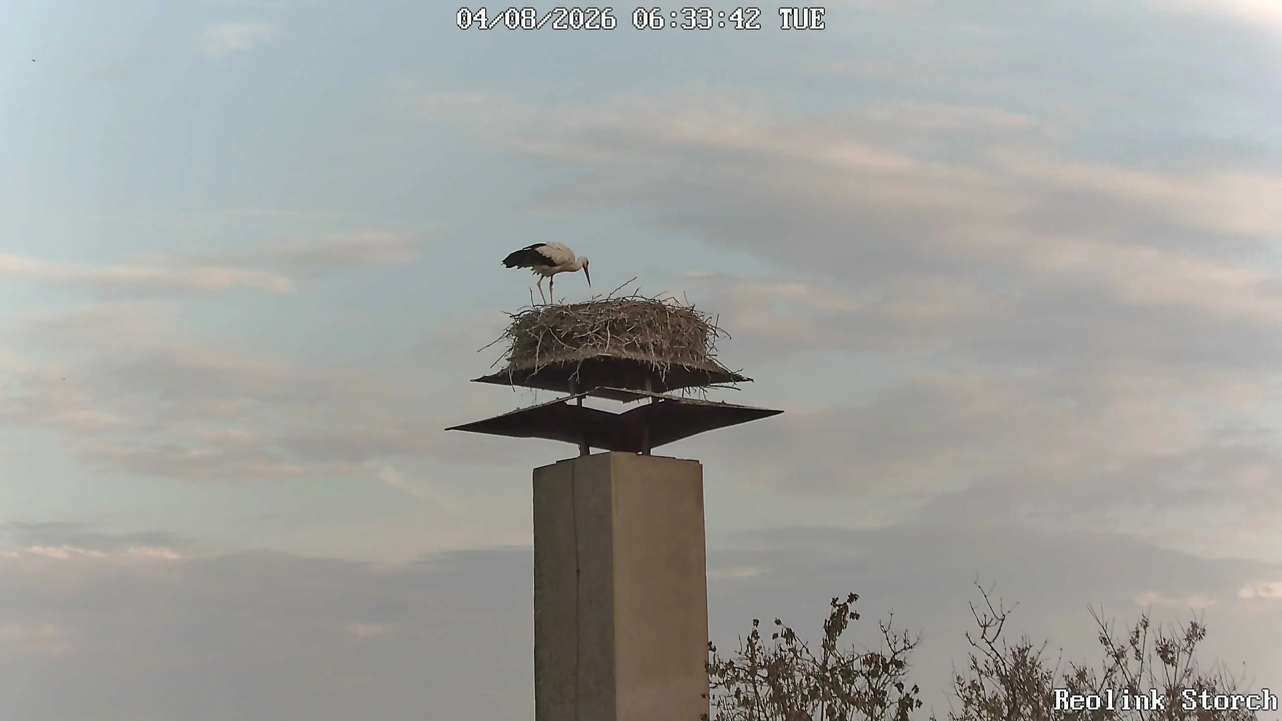 Storchencam Bild