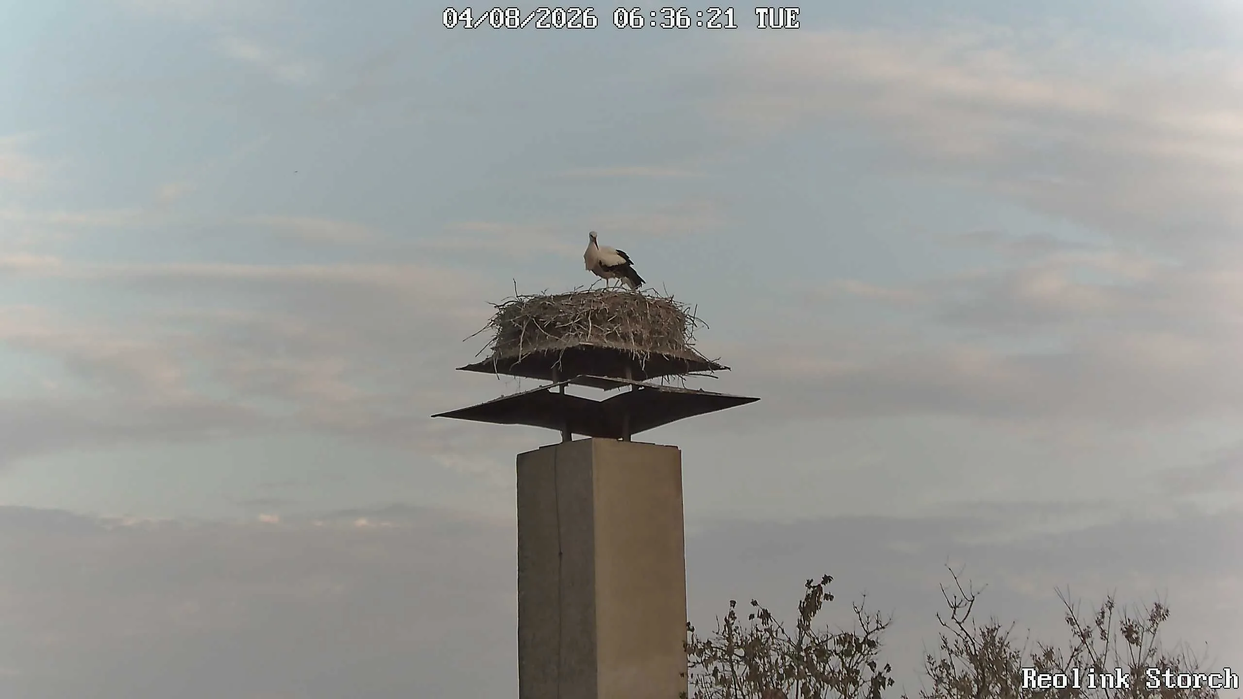 Storchencam Bild