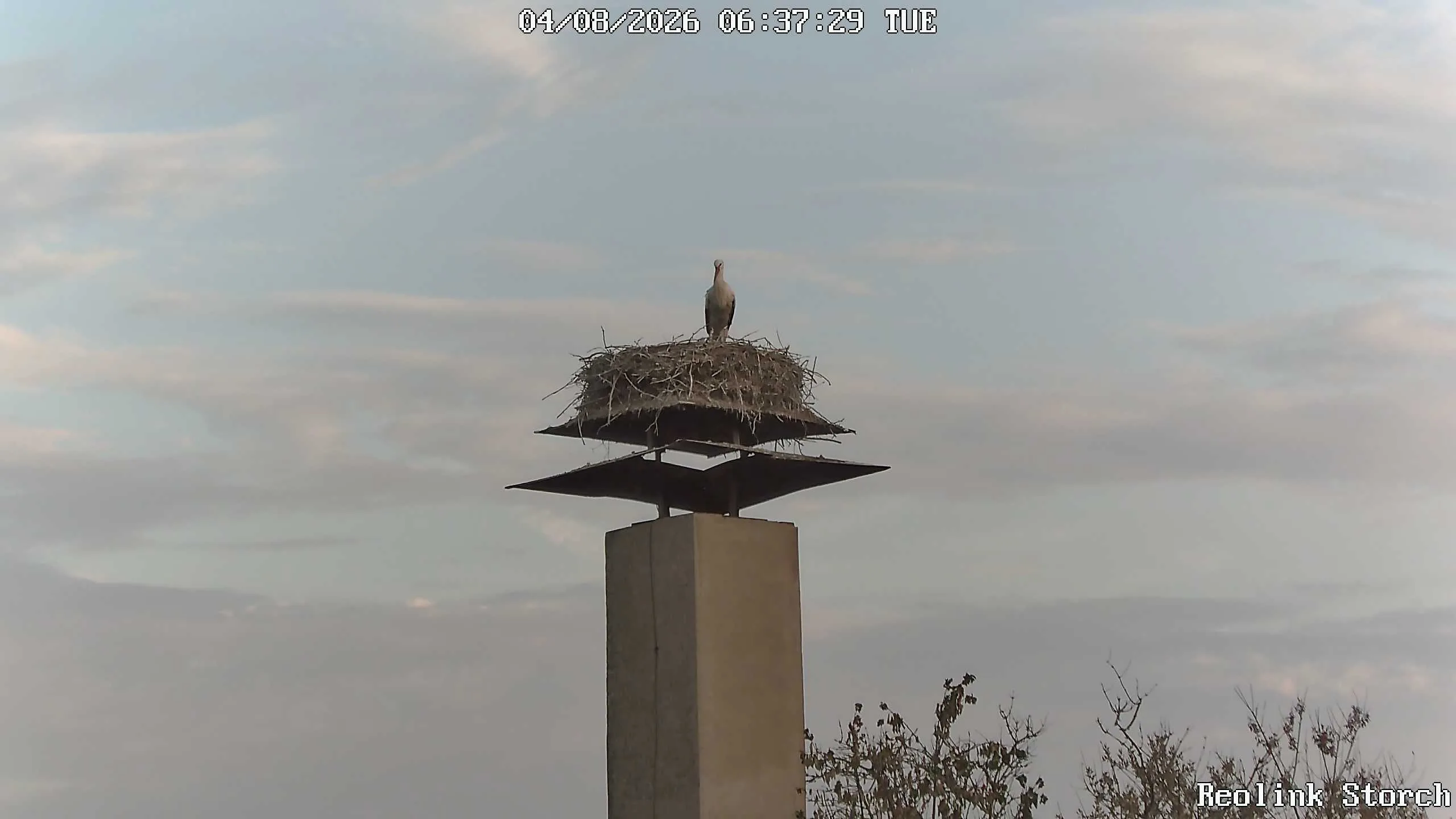 Storchencam Bild