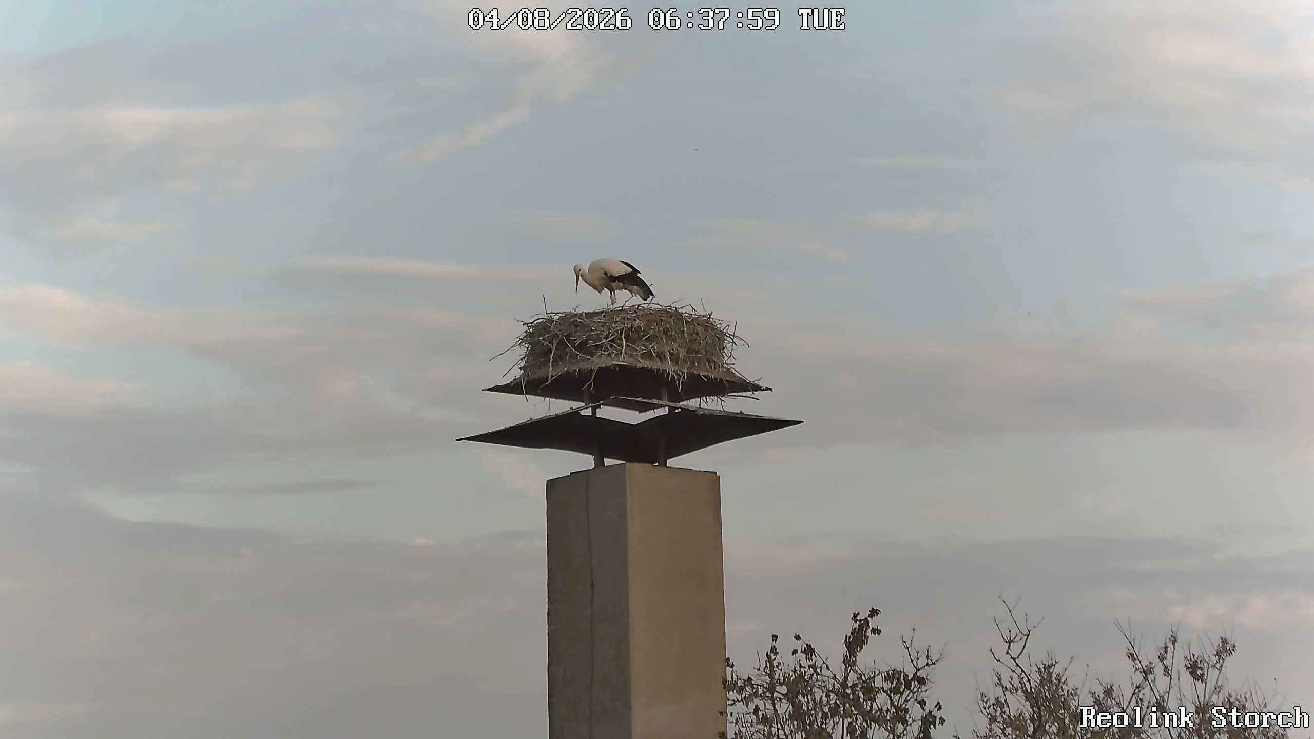 Storchencam Bild