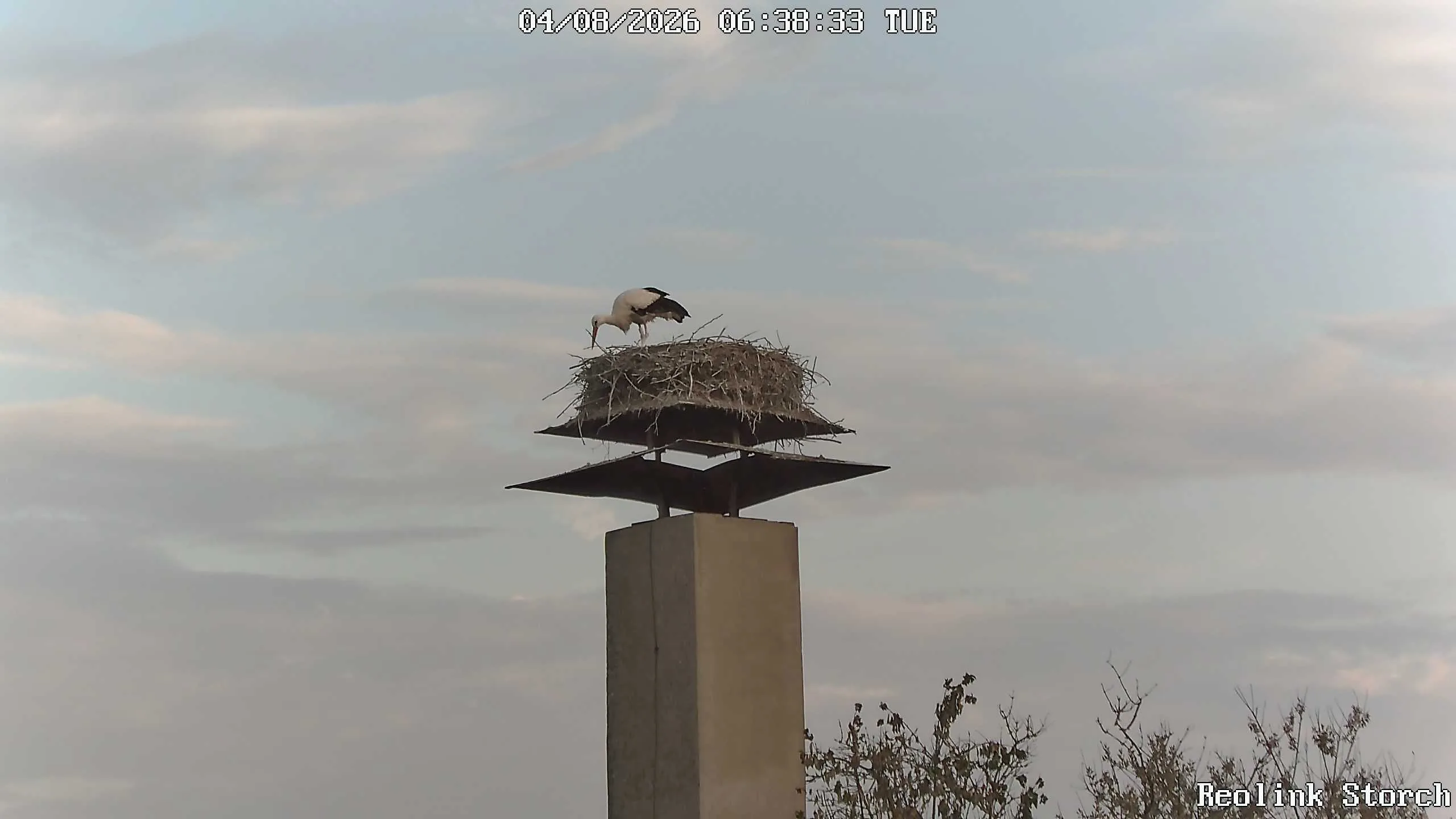 Storchencam Bild