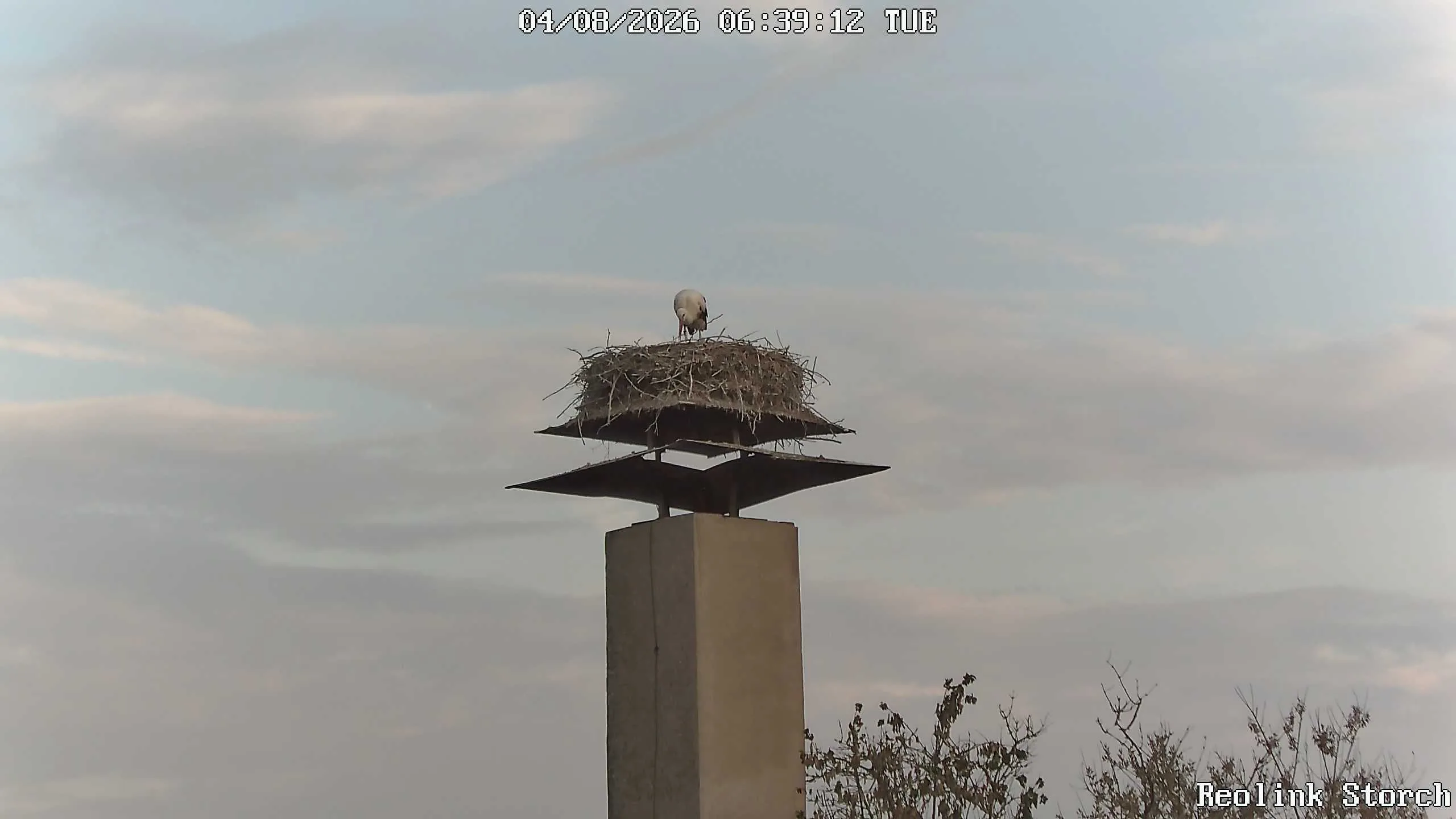 Storchencam Bild