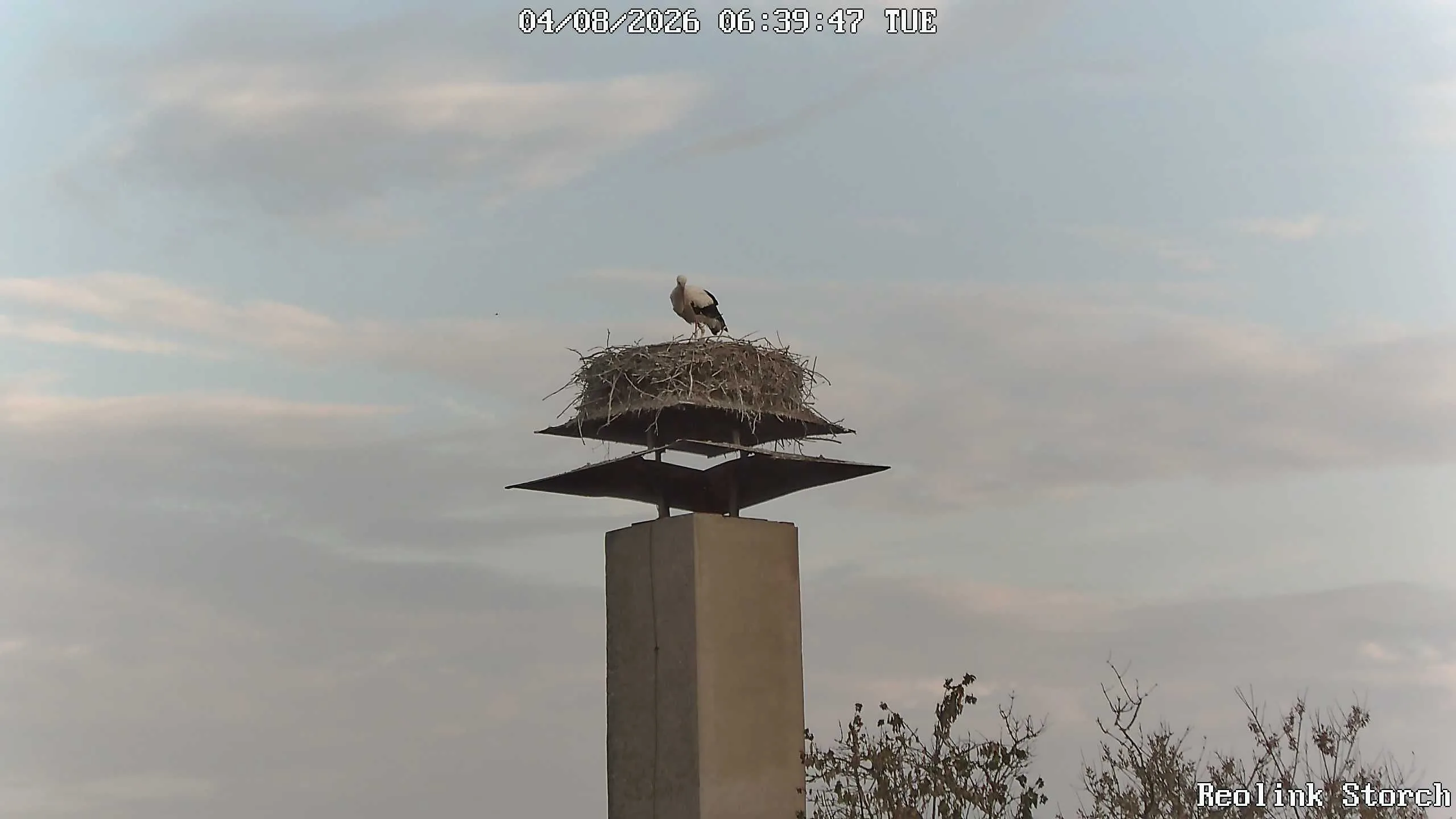 Storchencam Bild