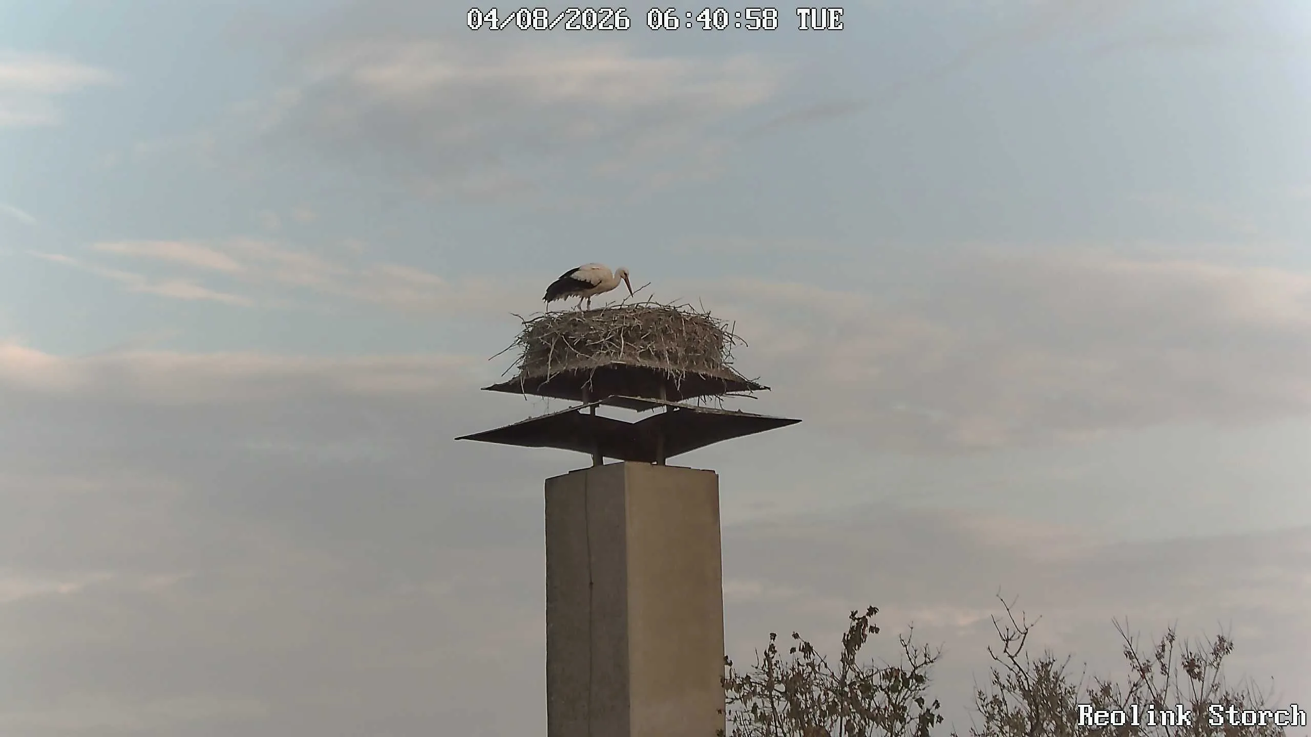 Storchencam Bild