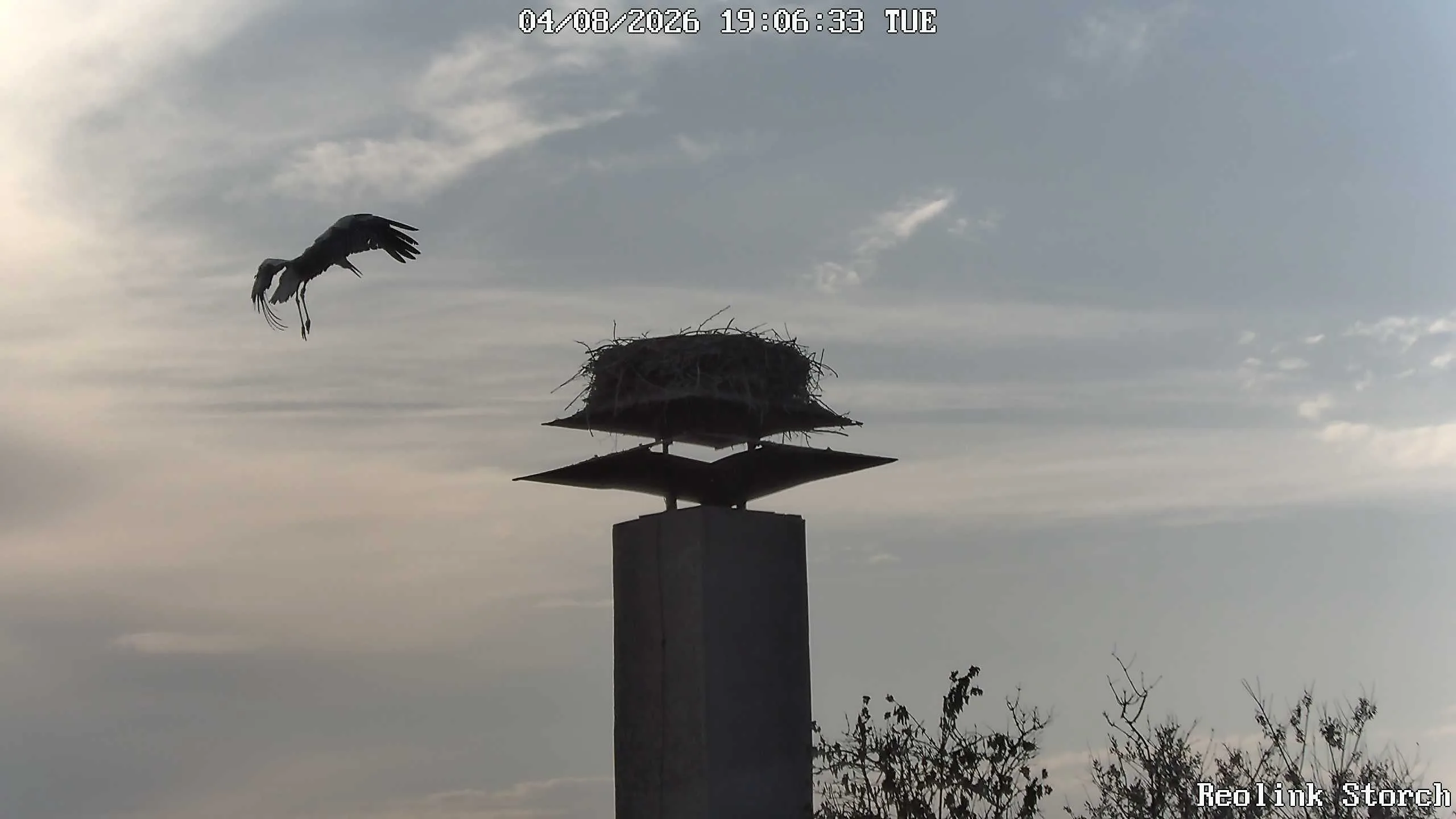 Storchencam Bild