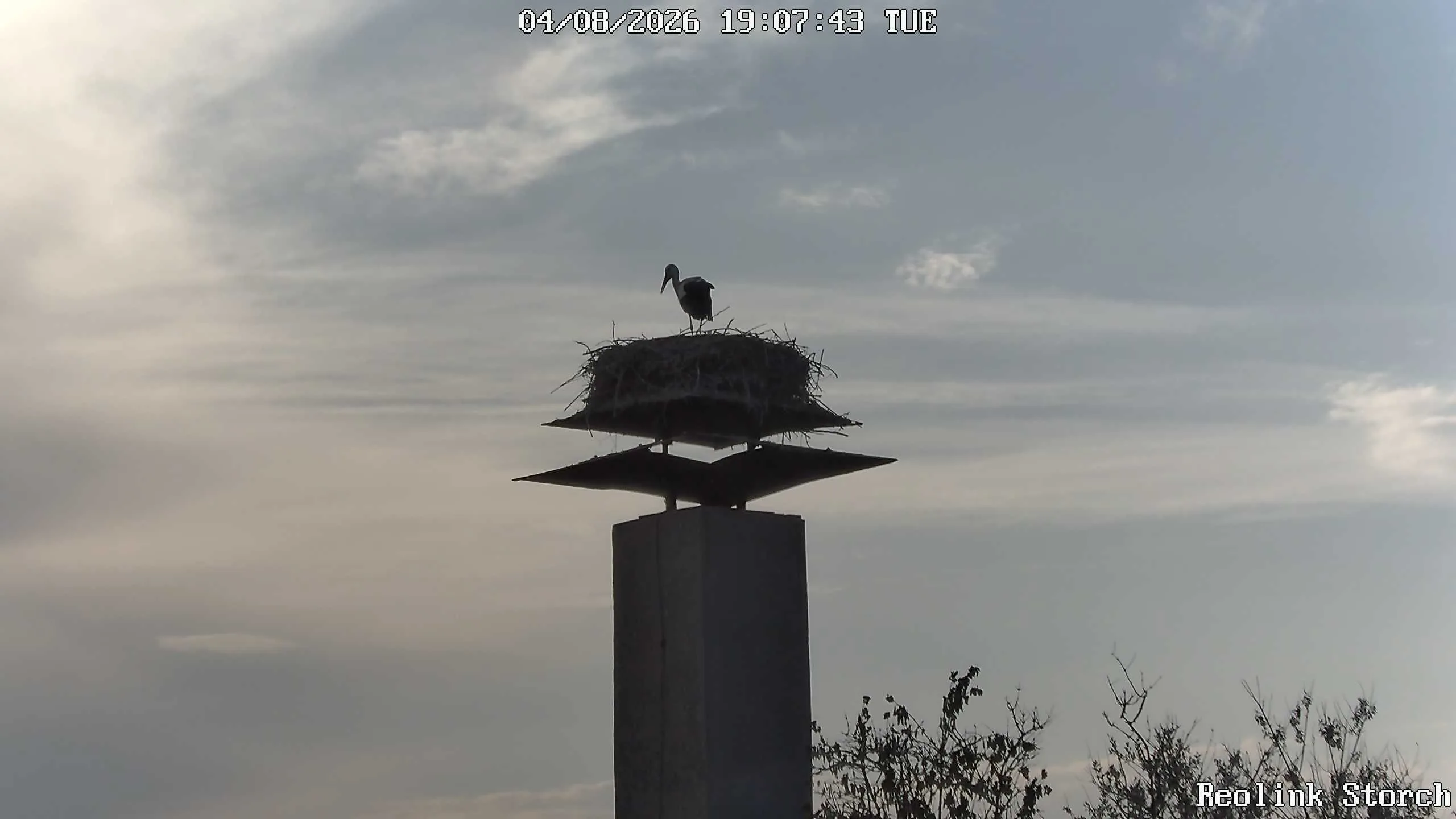 Storchencam Bild
