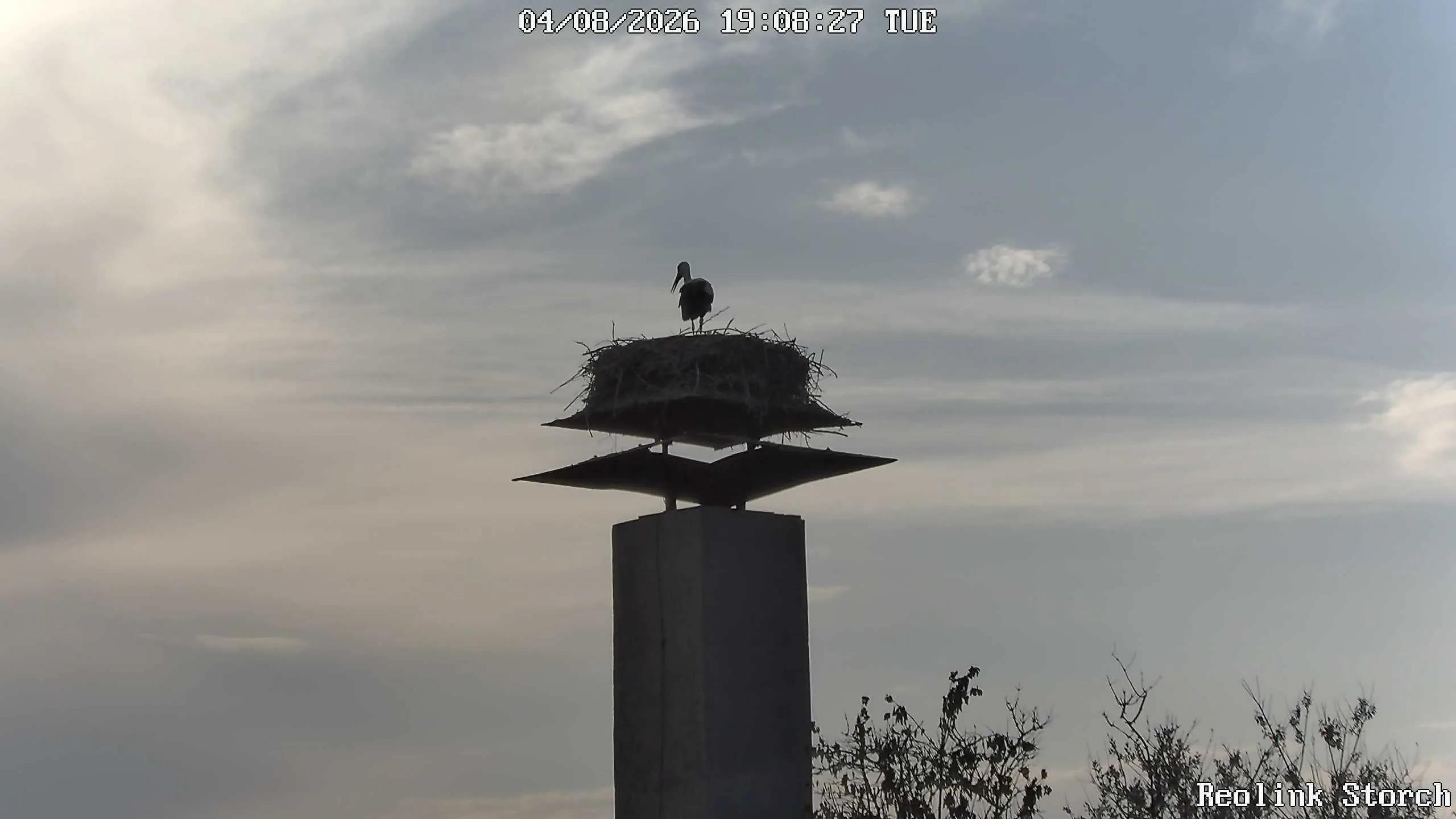 Storchencam Bild
