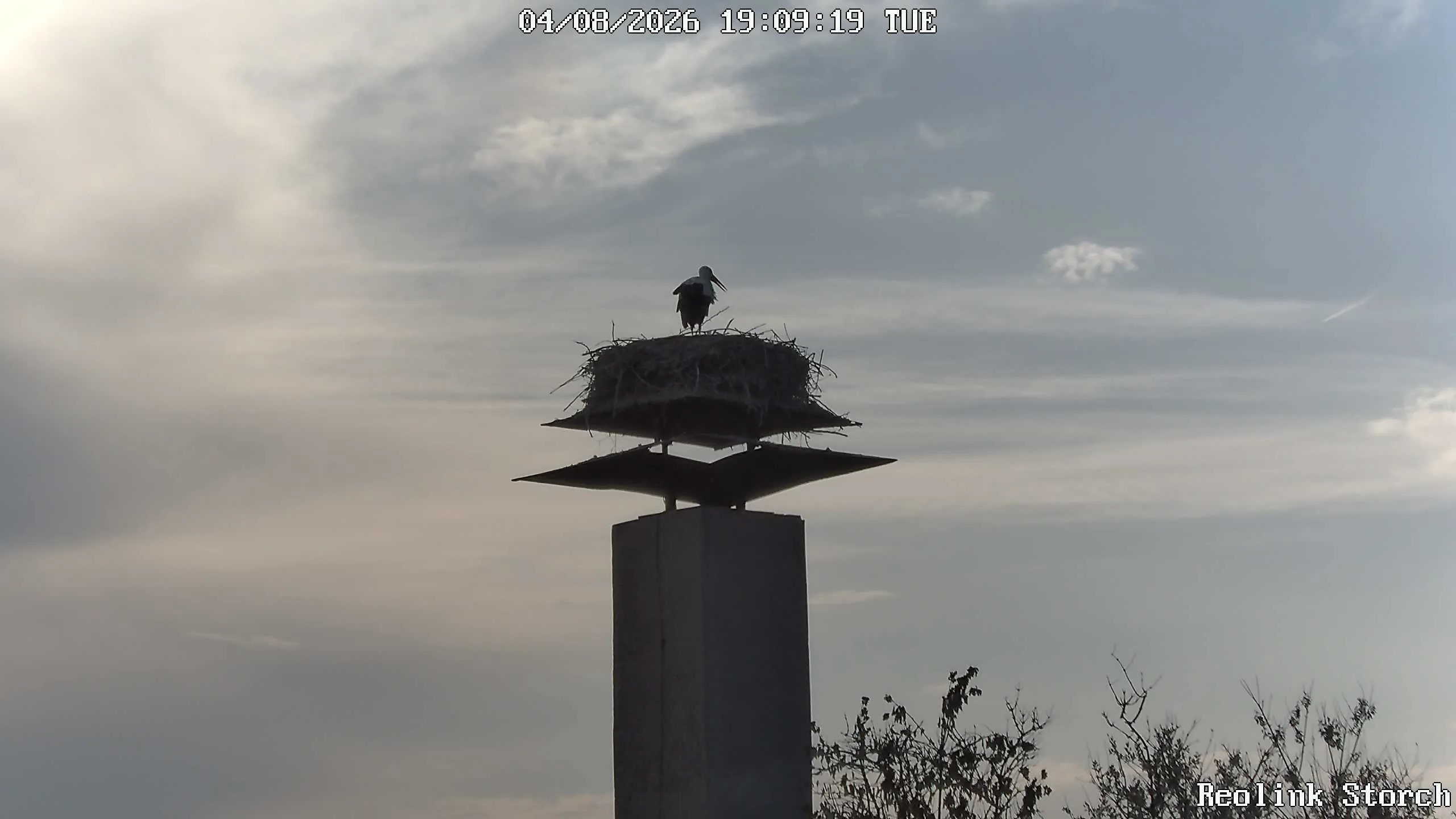 Storchencam Bild