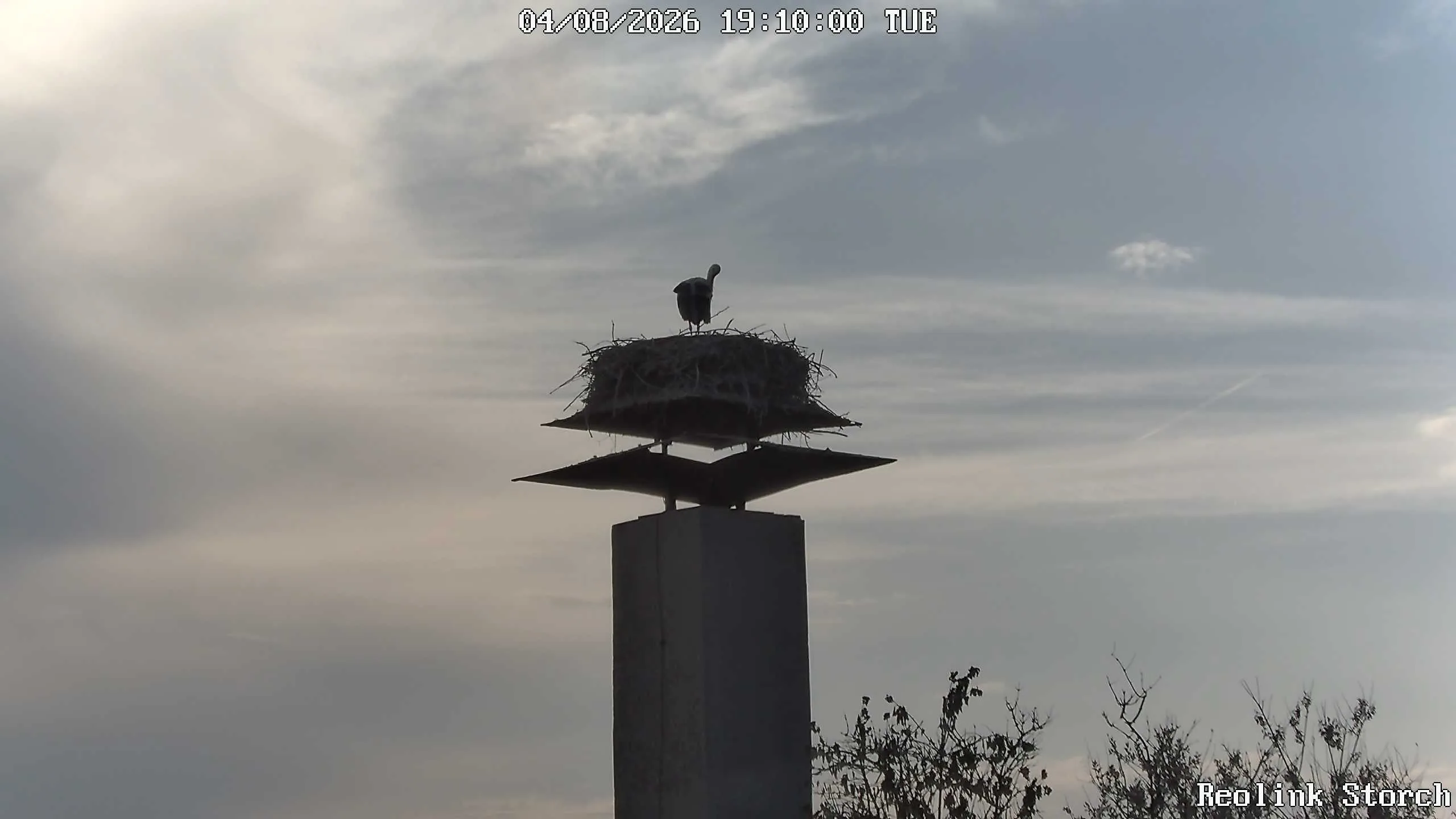 Storchencam Bild