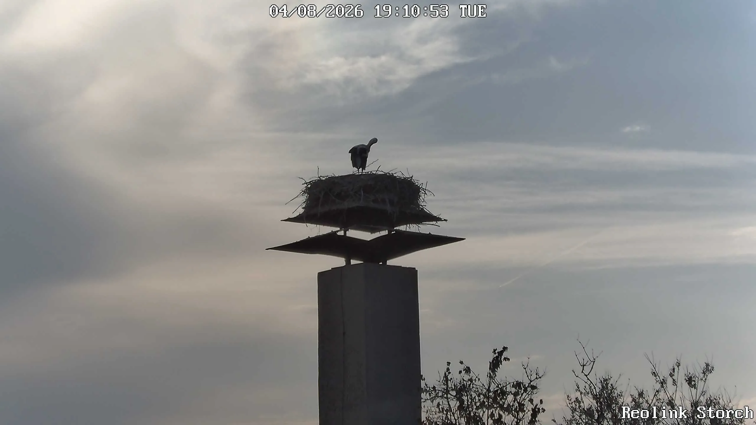 Storchencam Bild