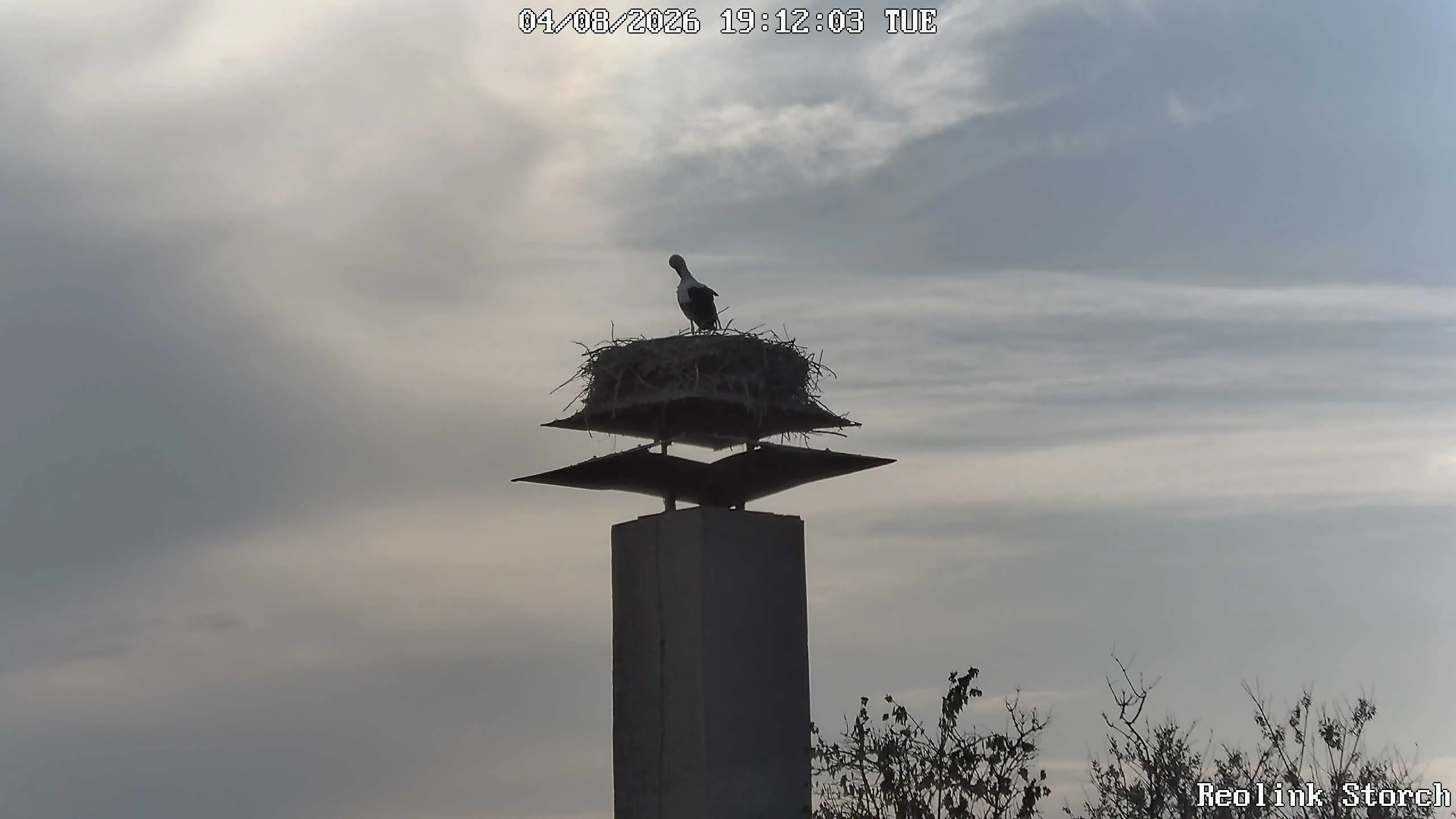 Storchencam Bild