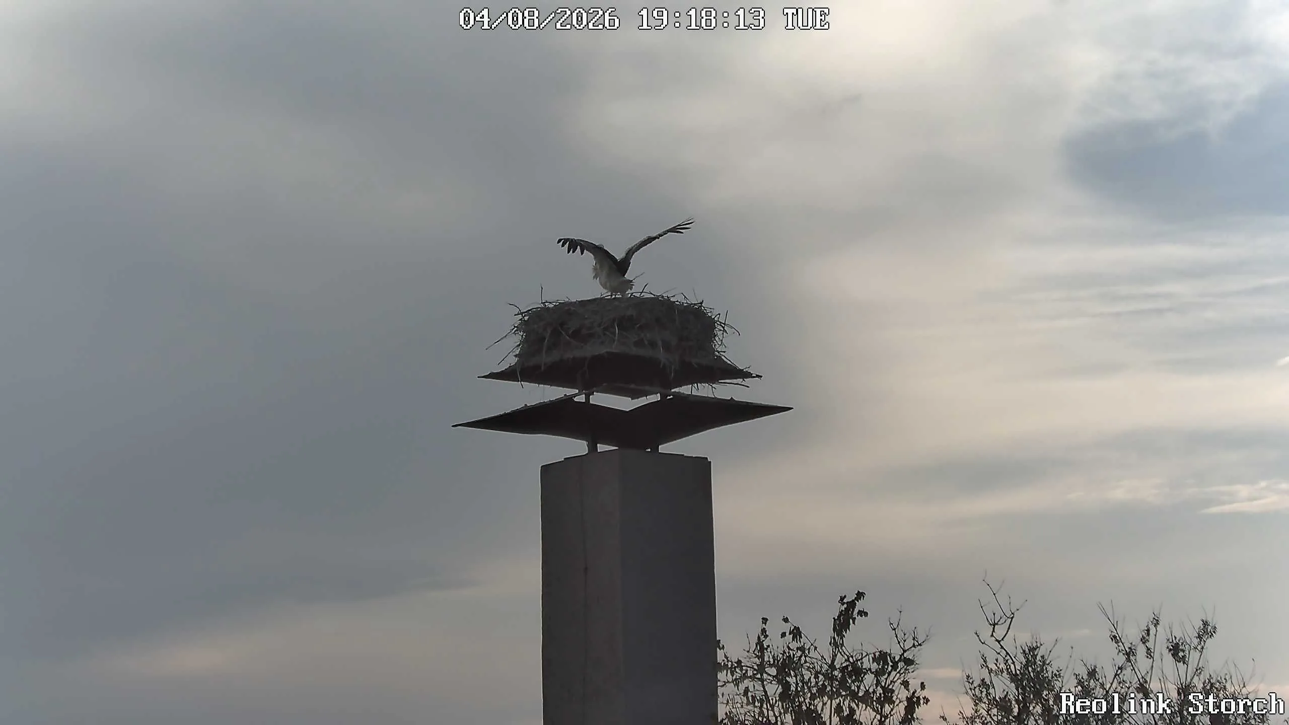 Storchencam Bild