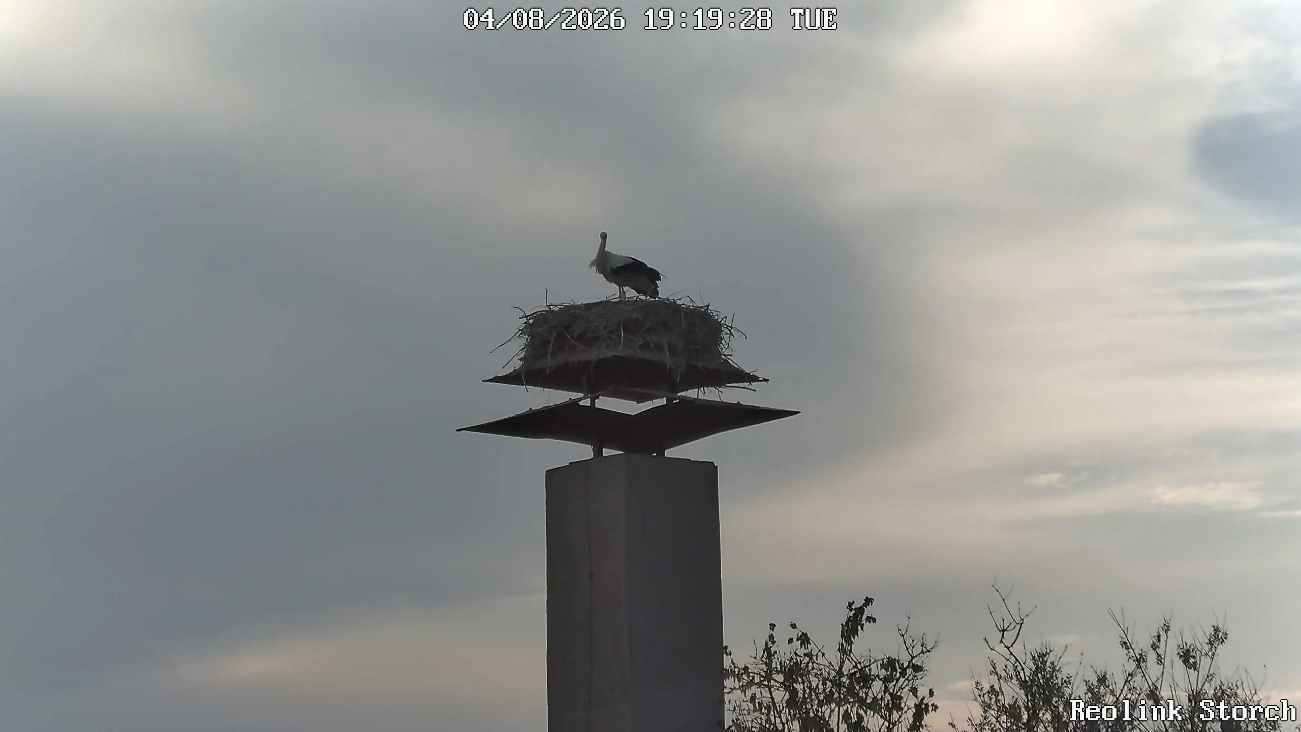 Storchencam Bild