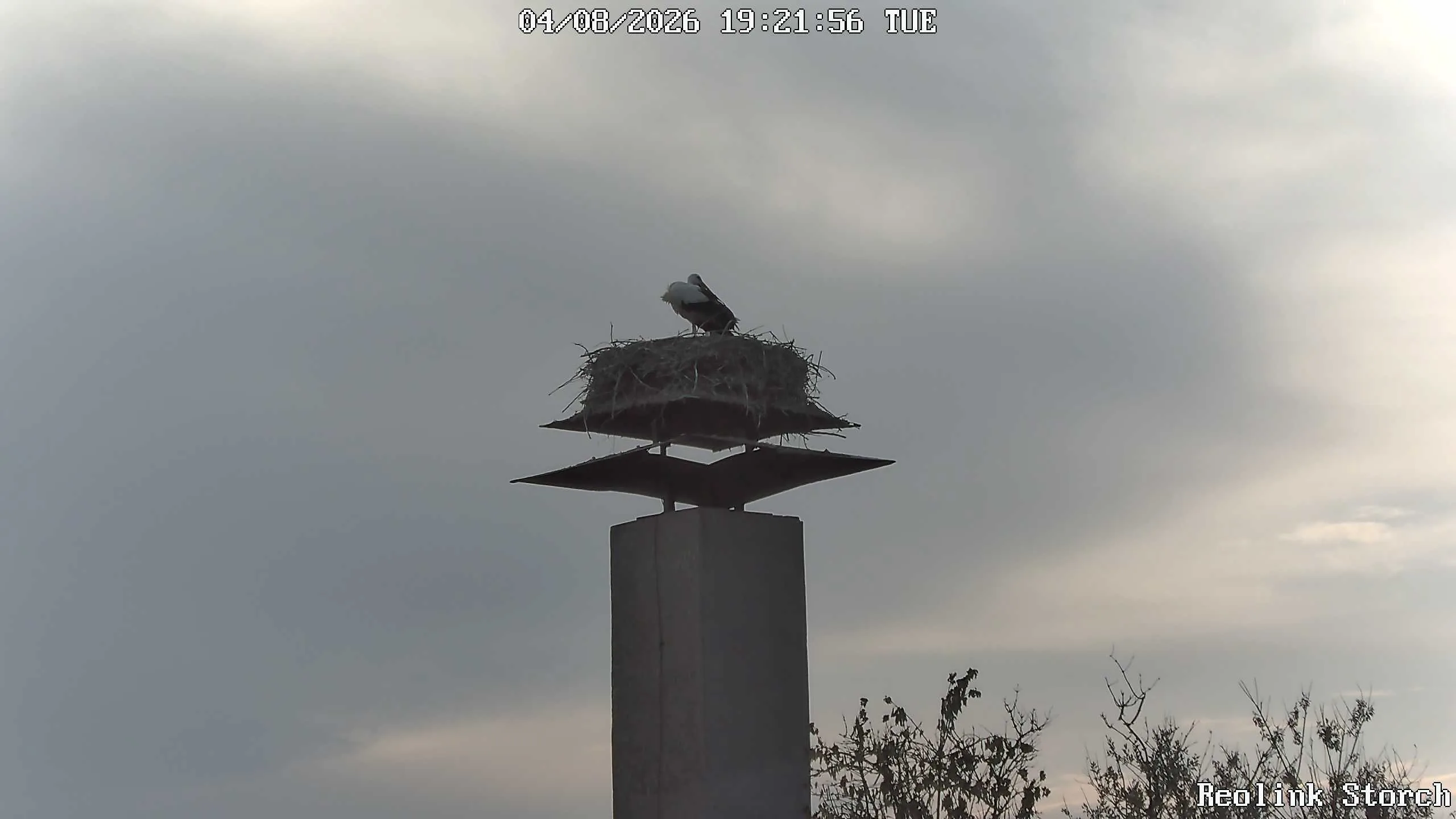 Storchencam Bild